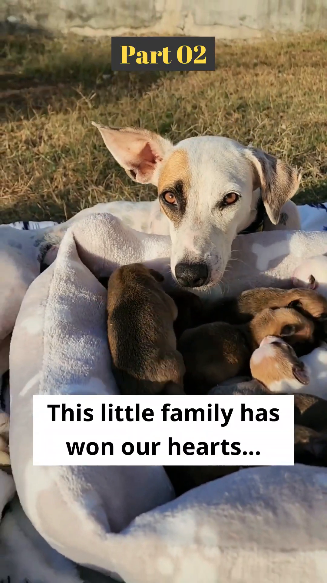 A mother dog nestled with her ten newborn puppies in a soft bed.