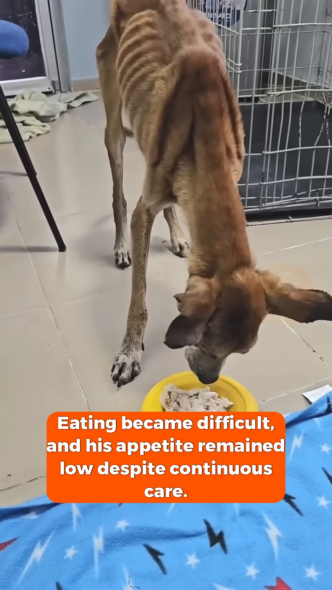 A dog is being syringe-fed by a person, highlighting the difficulty in providing nourishment.