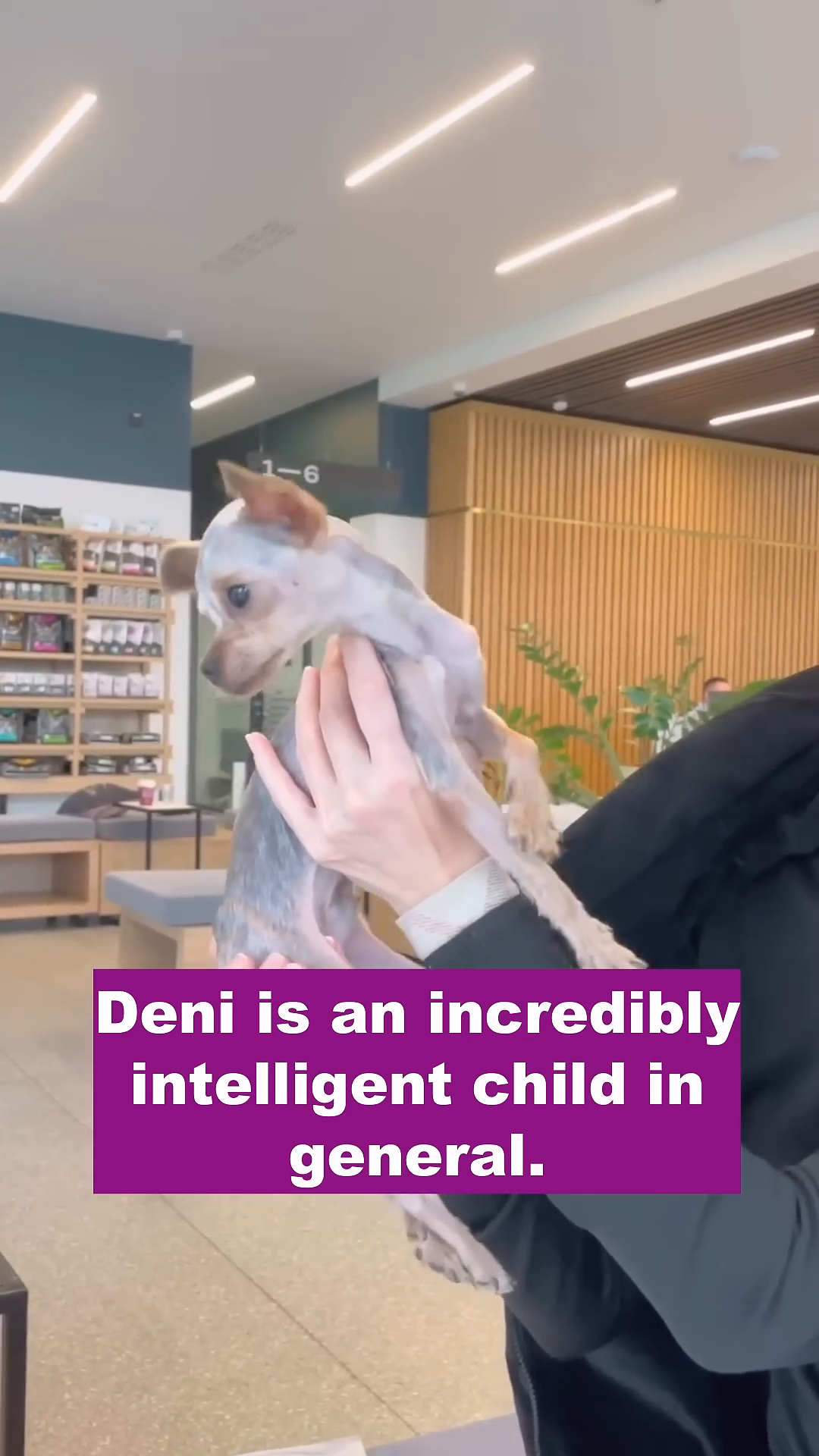 The dog looks up attentively, held by a person, showcasing its bright eyes.