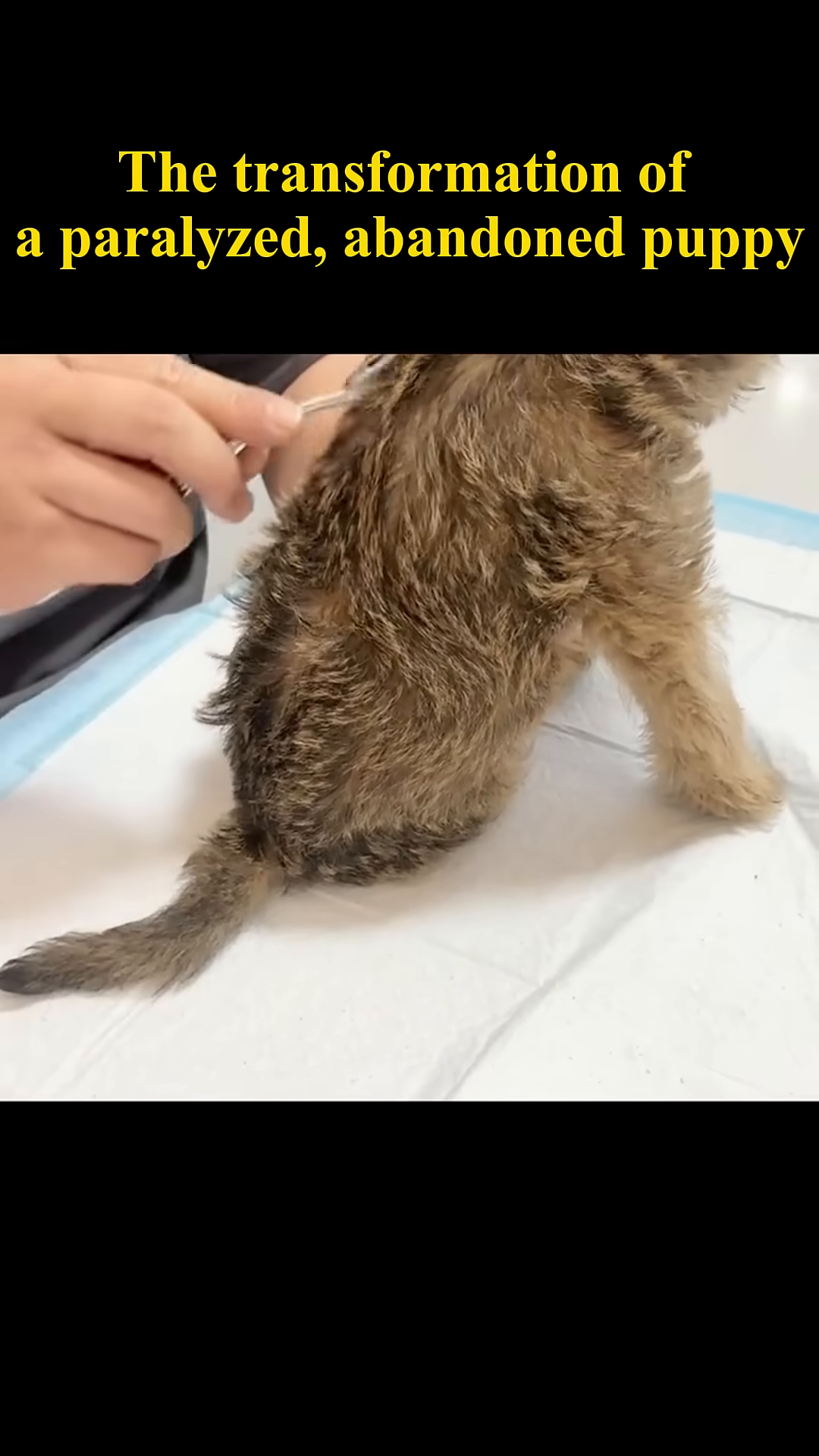 A veterinarian gently examines the puppy's hind legs.