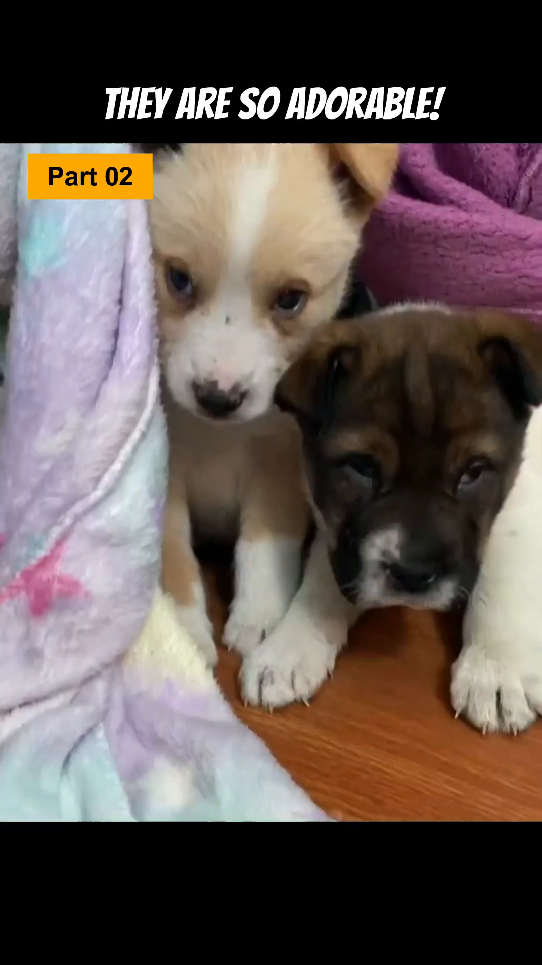 A close-up of two puppies looking alert and cute, one yawning and the other looking directly at the camera with bright eyes.