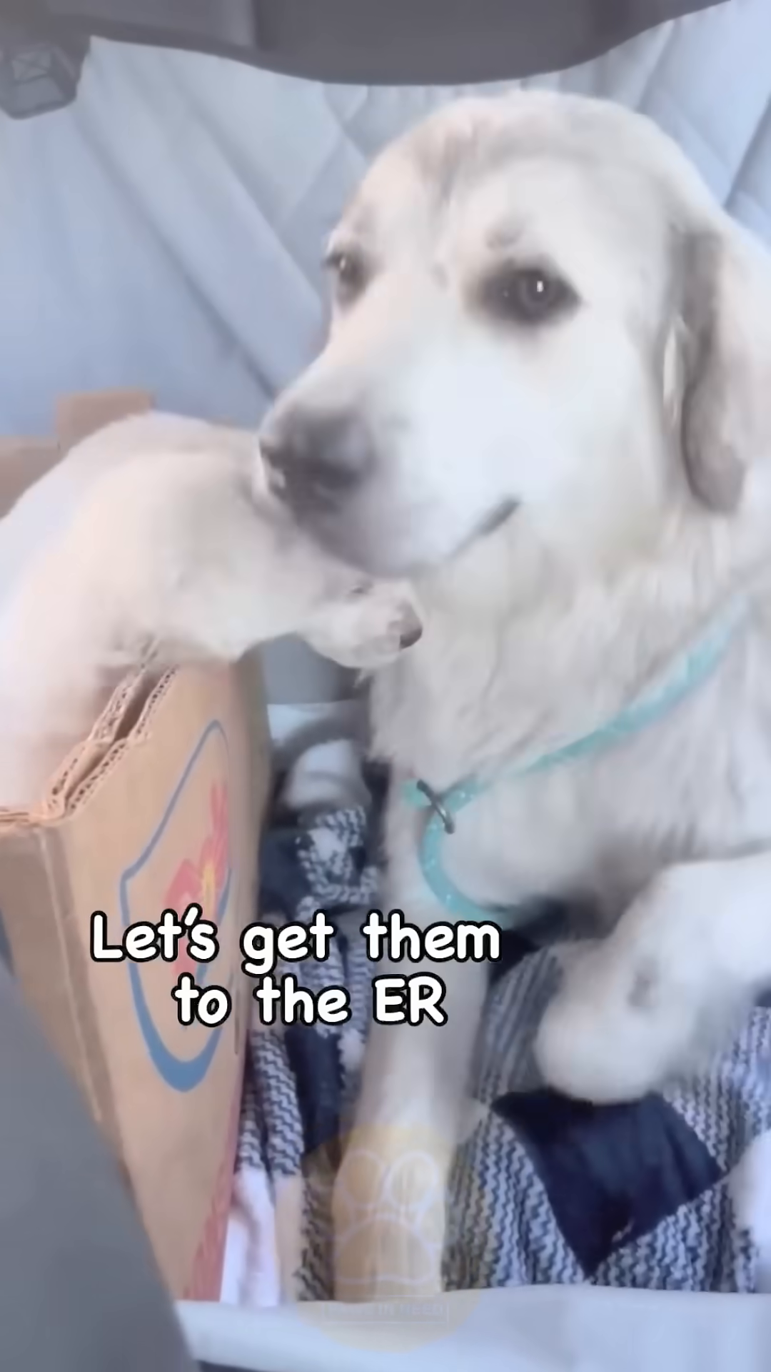 Rescuers carefully place the mother dog and puppies into a vehicle for transport to the ER.