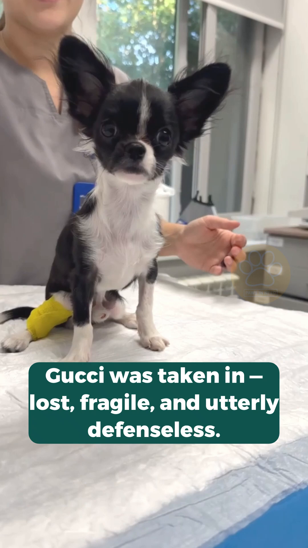 A small puppy with a yellow bandage on its leg sits on a medical table, looking up.