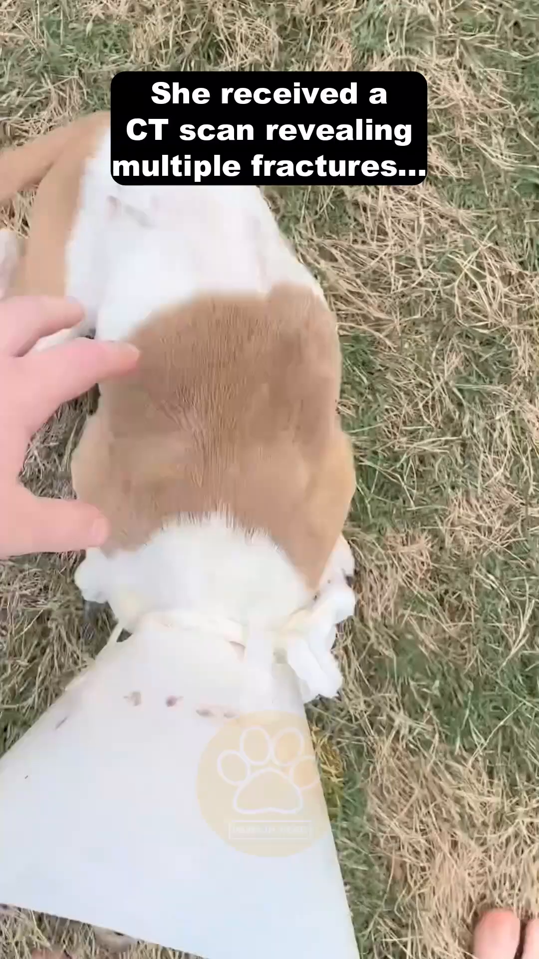 A puppy lying on its back in the grass, being petted.