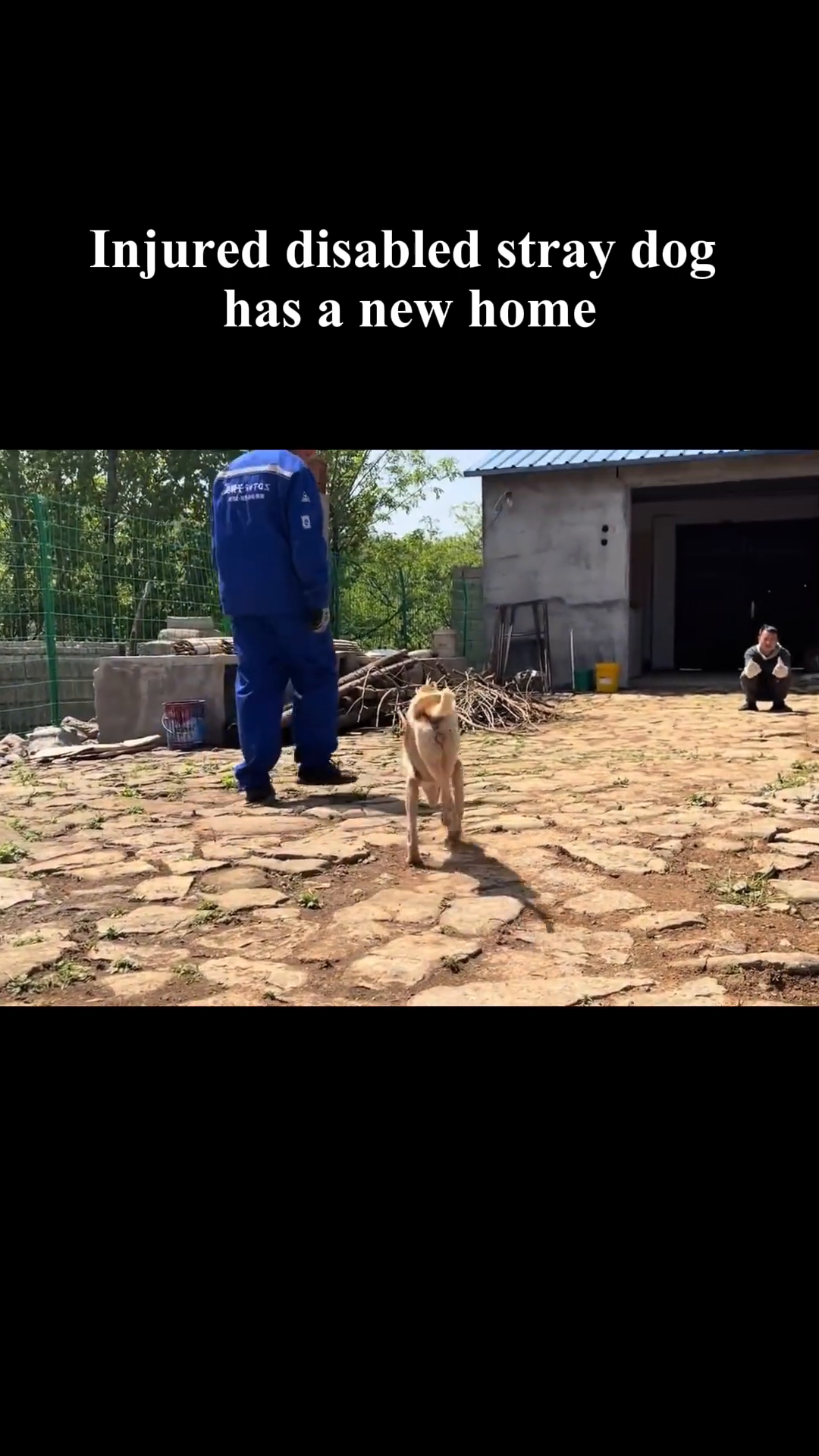The injured dog eagerly eats from a bowl of food.