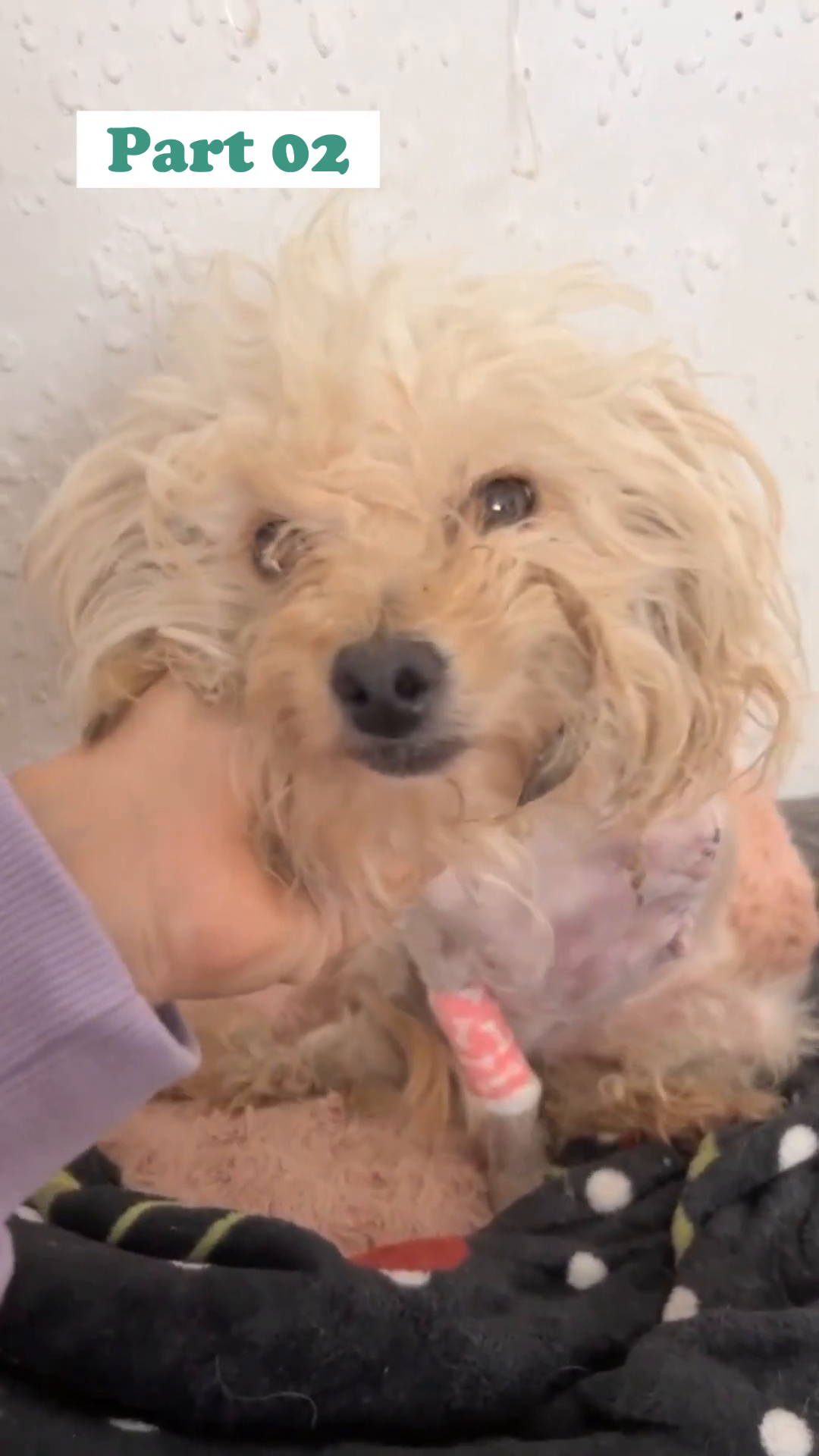 A close-up of Little Tres's face, showing her gentle eyes and resilient spirit.