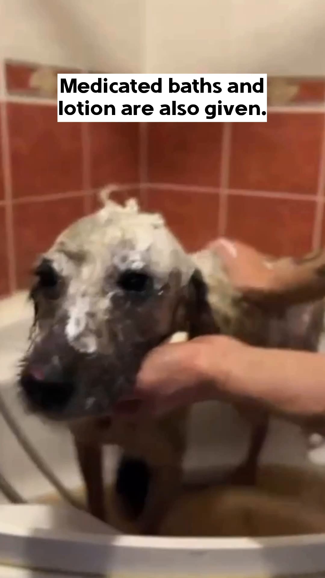 Close-up of a person's hands gently applying lotion to a dog's affected skin.