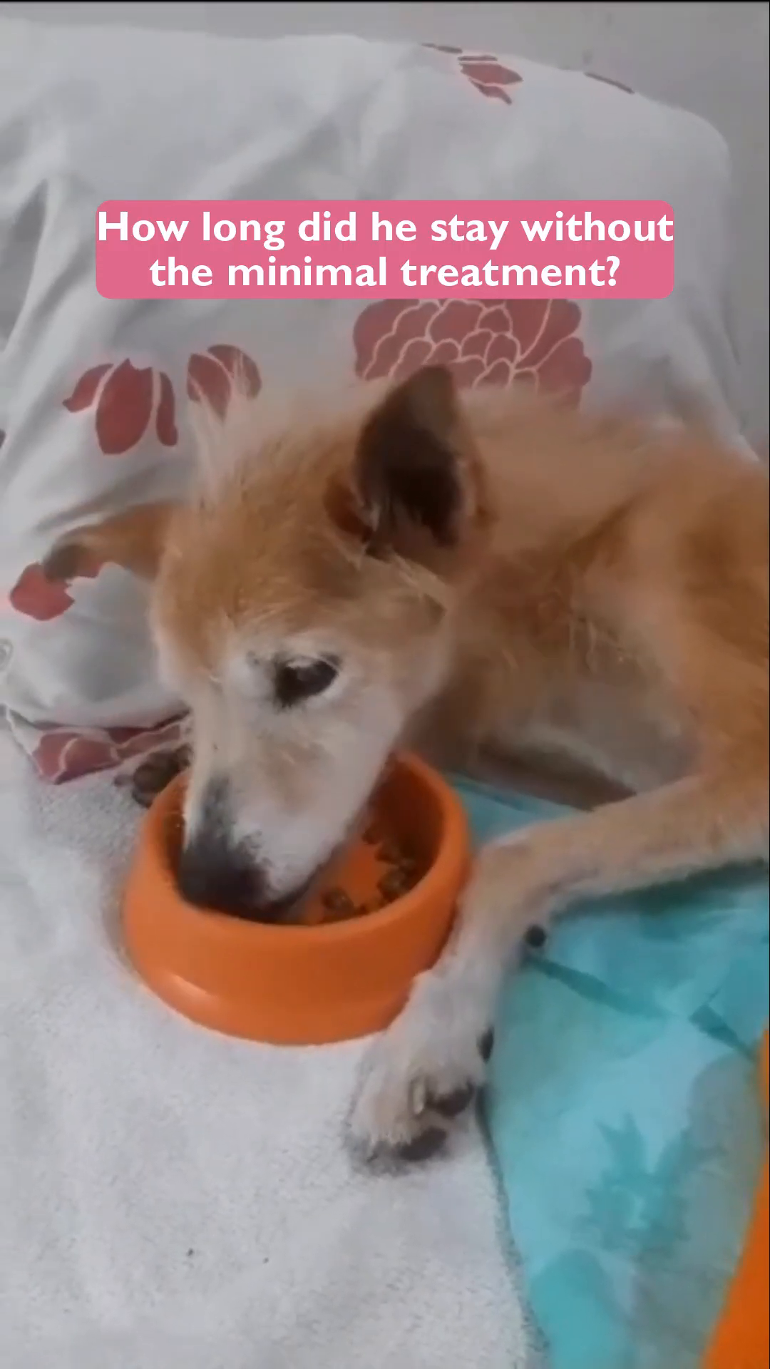 Willow is seen eating from a bowl, a symbol of his recovery and newfound nourishment.