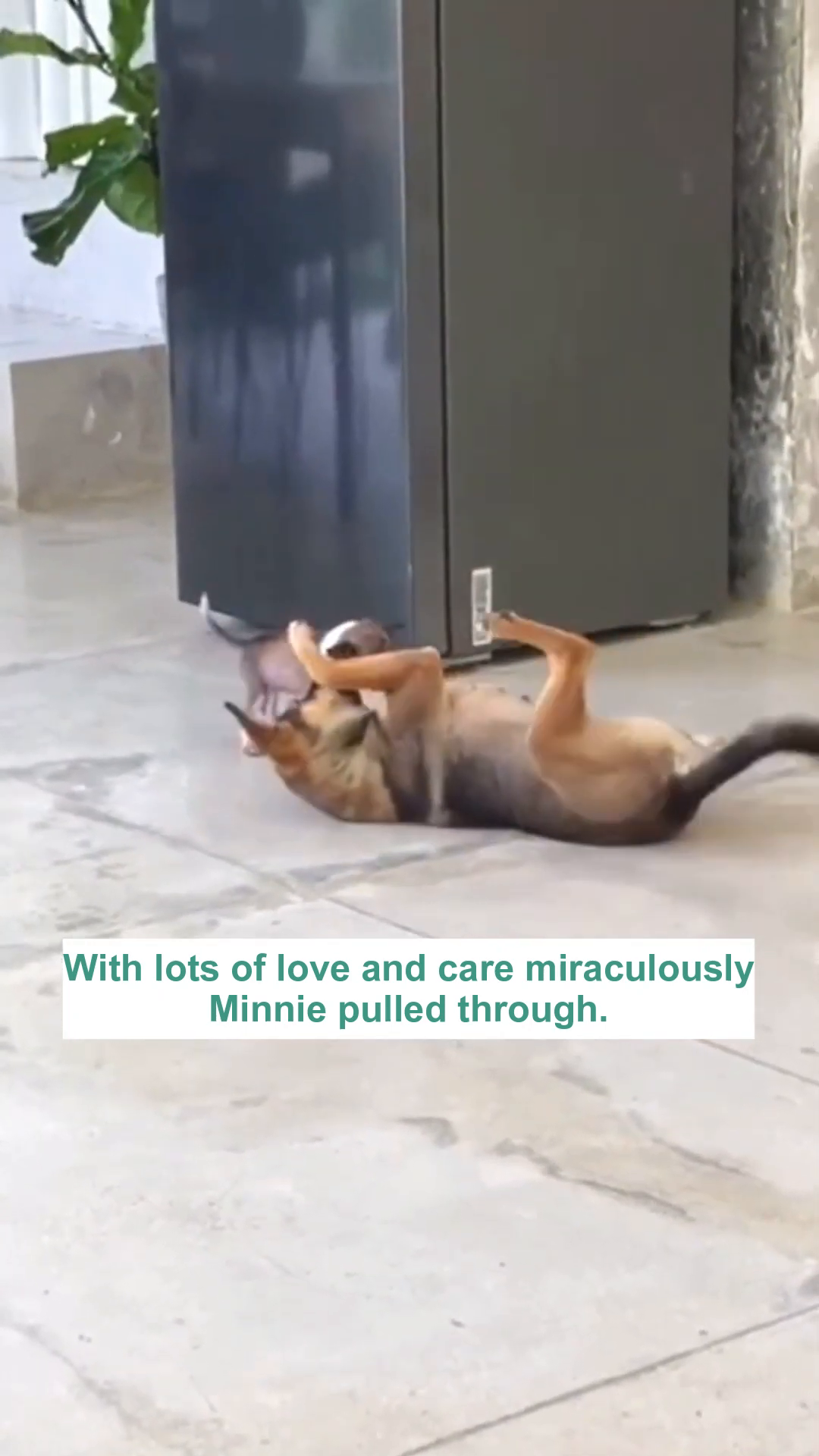 A larger dog gently interacts with the puppy, offering comfort.