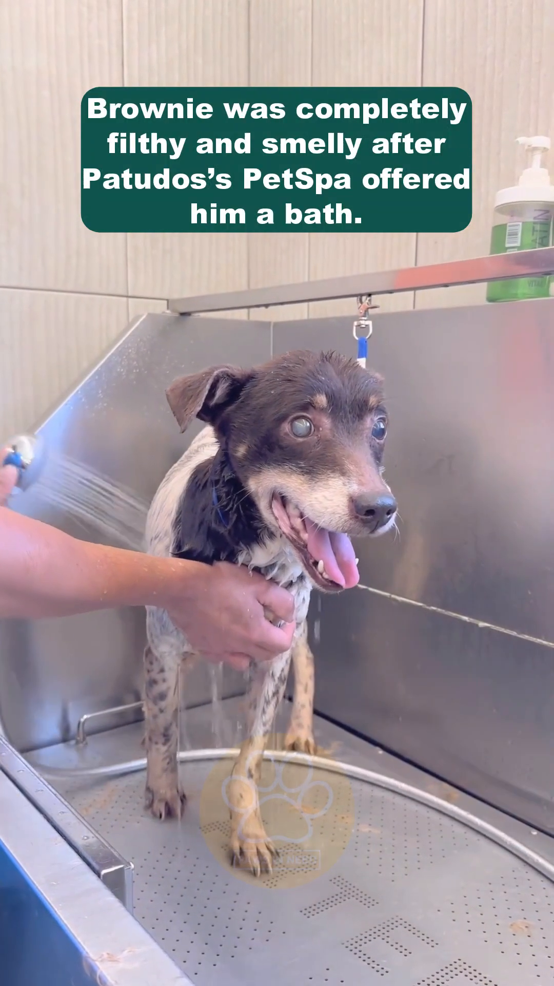 Brownie, wet and soapy, stands in a grooming tub, looking a bit overwhelmed but cleaner.