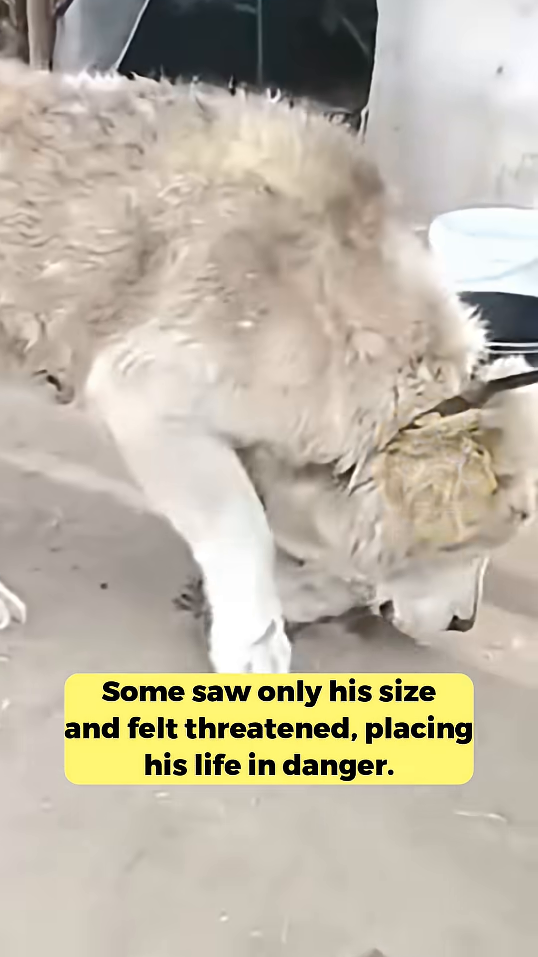 A veterinarian gently examines Bars' leg, which appears thin and frail.