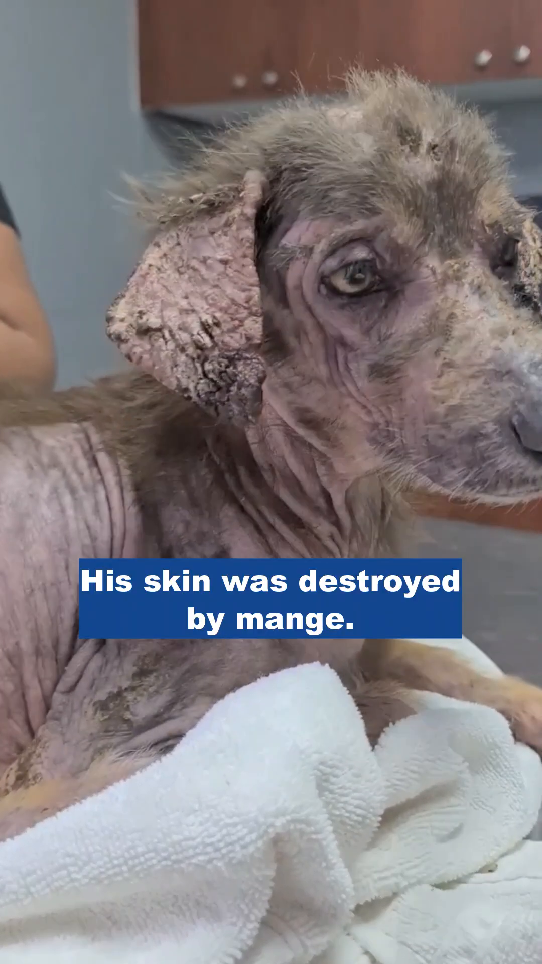 A close-up of Jaimito's face, showing the effects of mange and malnutrition.