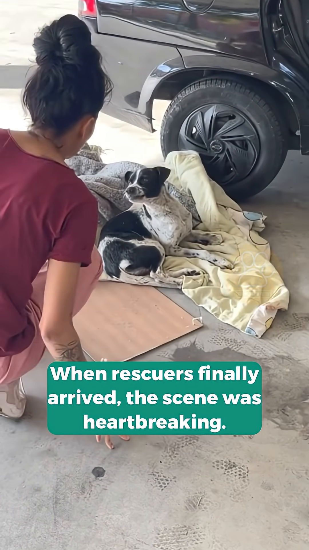 A hand gently strokes the dog's head, and its eyes show a mix of pain and a hint of trust.