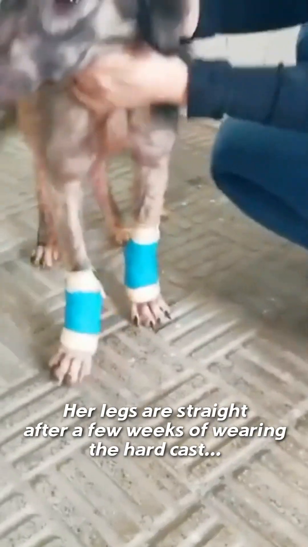 Barran standing with blue and white casts on her front legs, her posture improving.