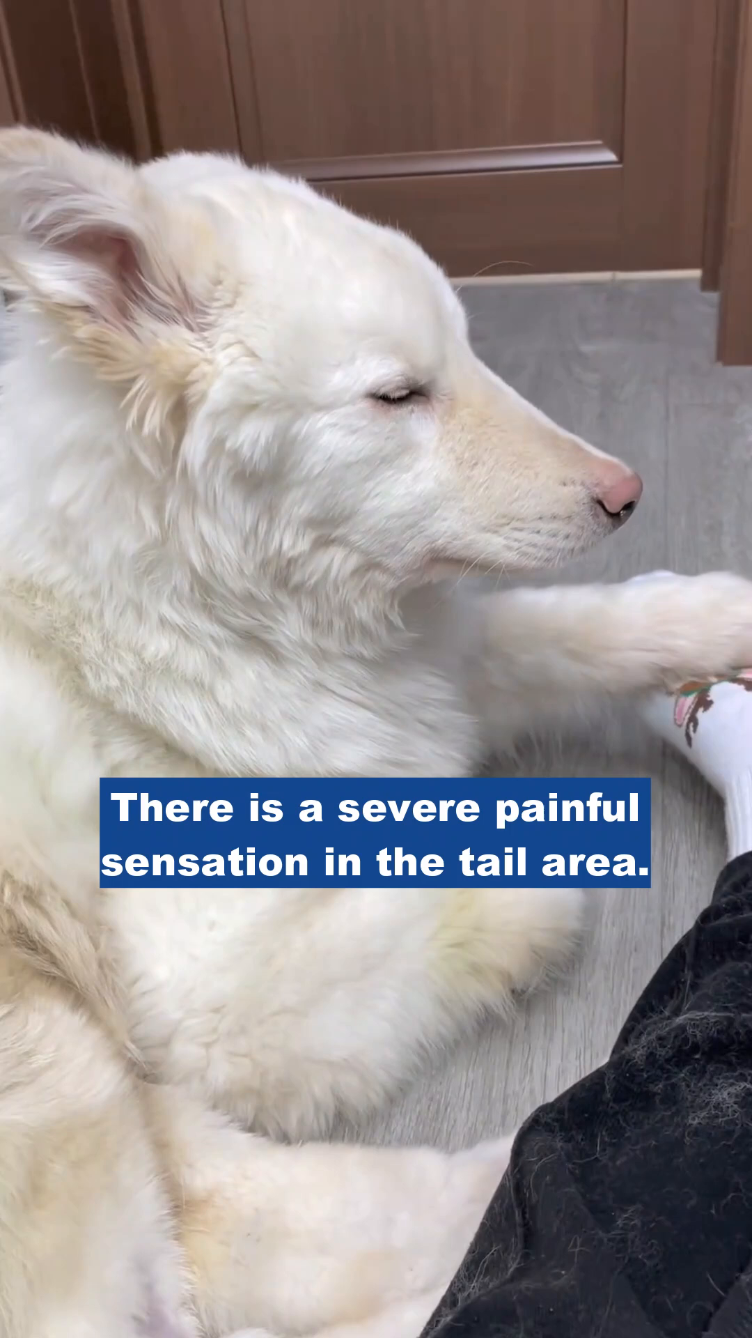A white dog in a hydrotherapy tank, looking determined.