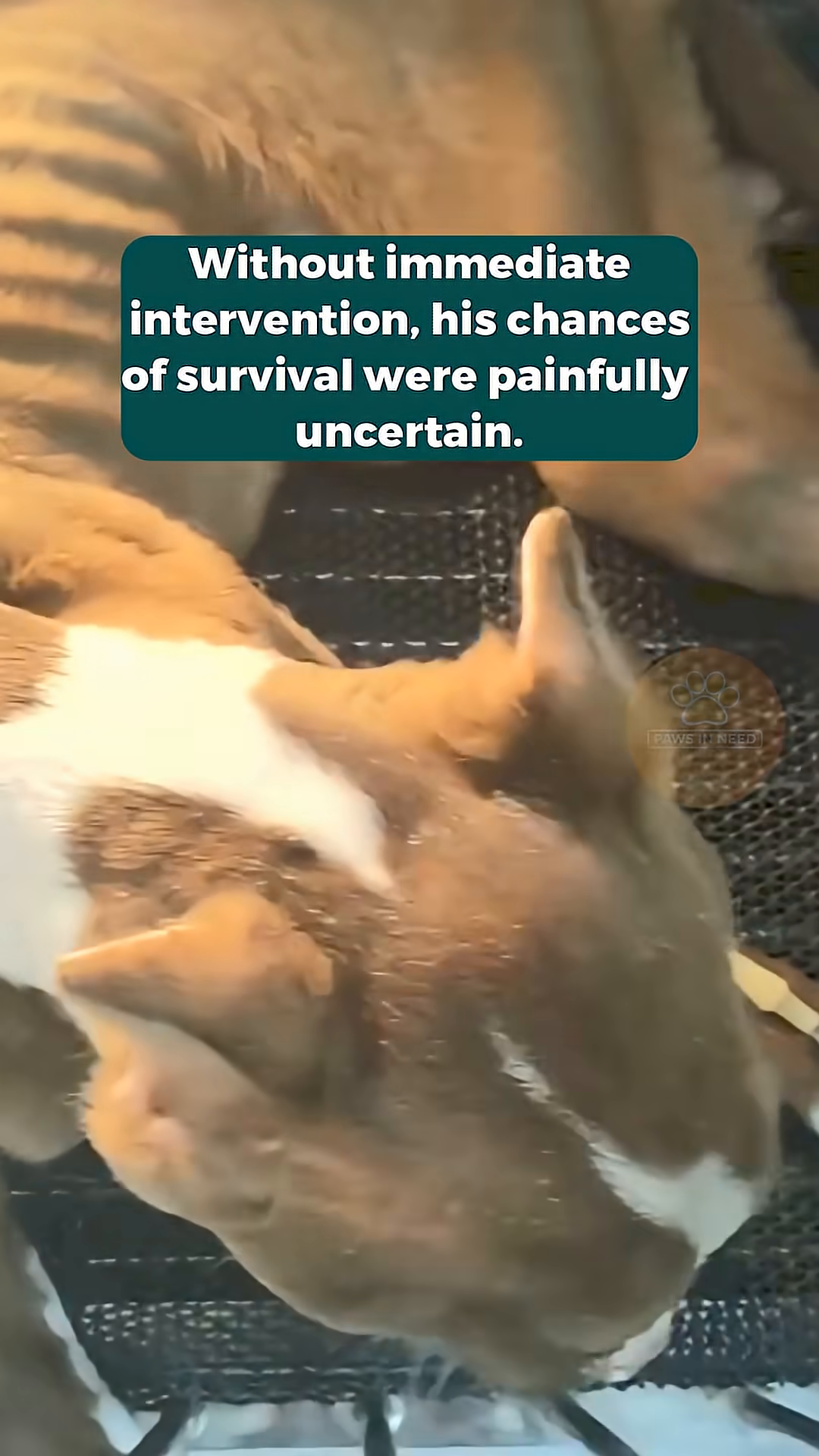 The dog, looking frail but alert, is being fed from a bowl by a person's hands.