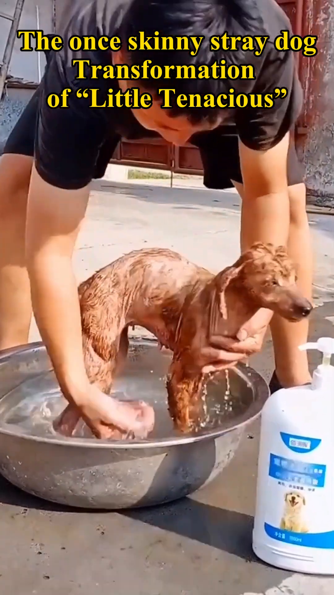 The rescued dog looking towards a healthy, playful dog.