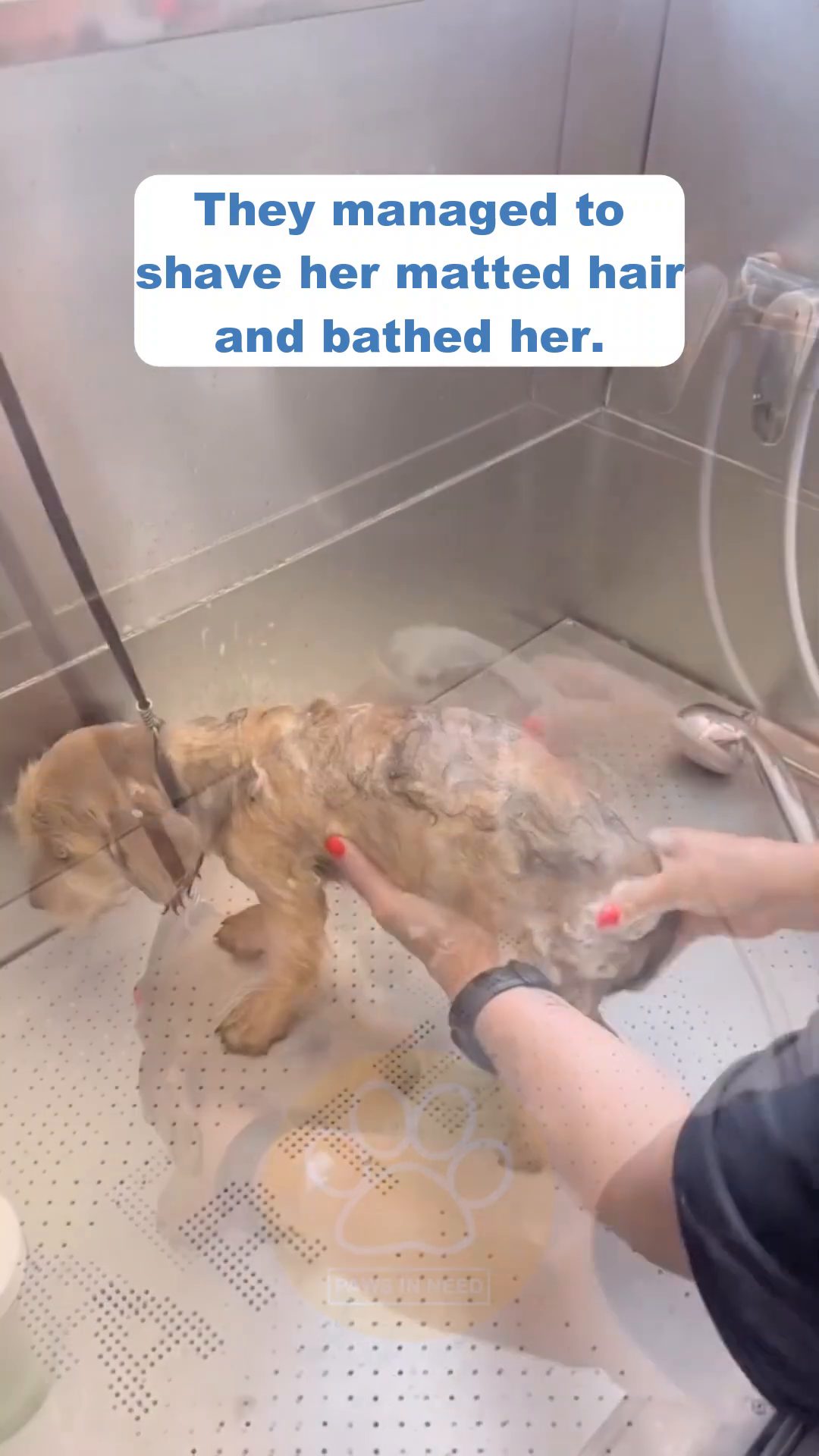 A small dog is being bathed, with suds on its fur, looking tired but calmer.
