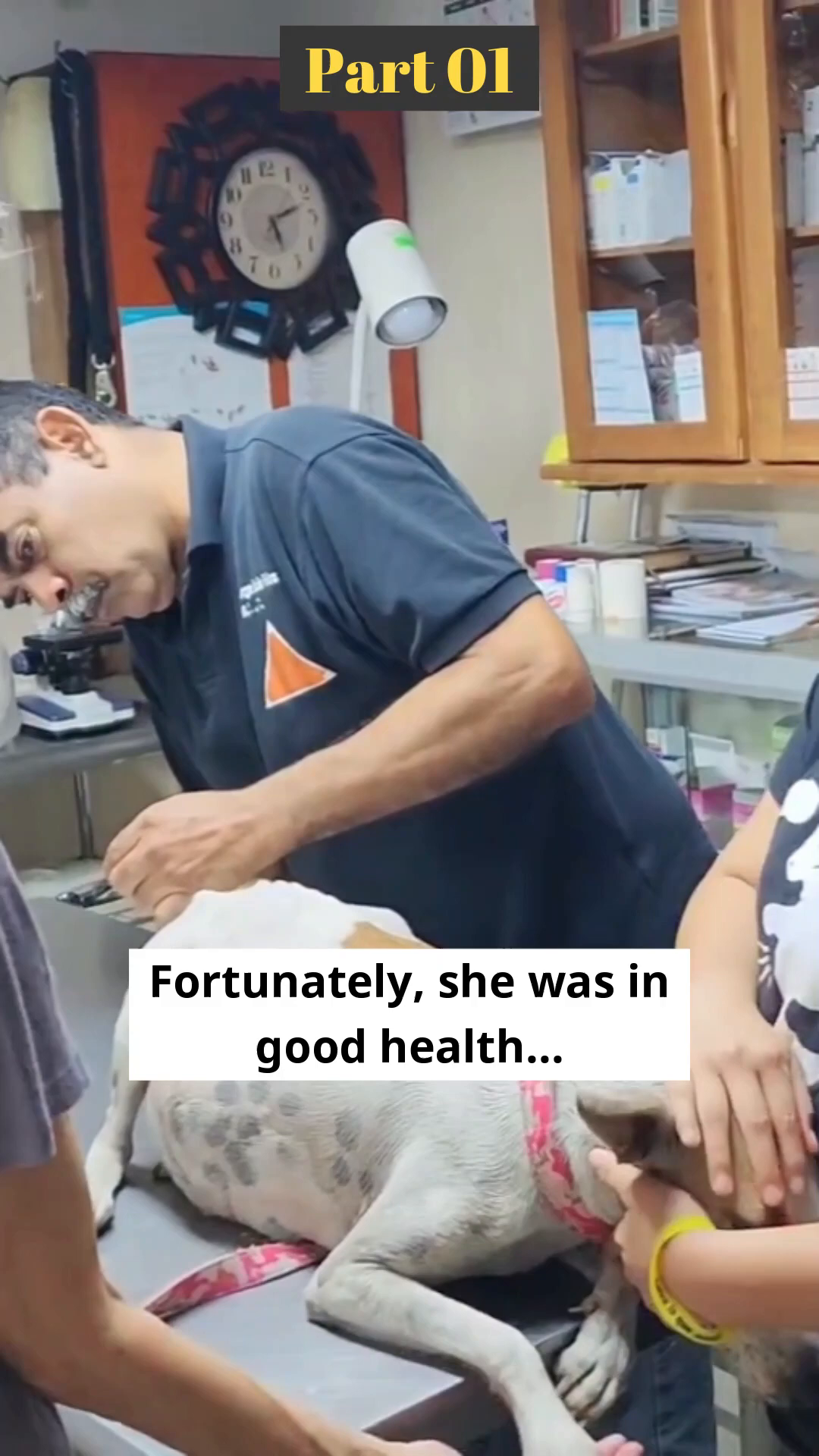 A veterinarian examines a pregnant dog lying on an examination table.