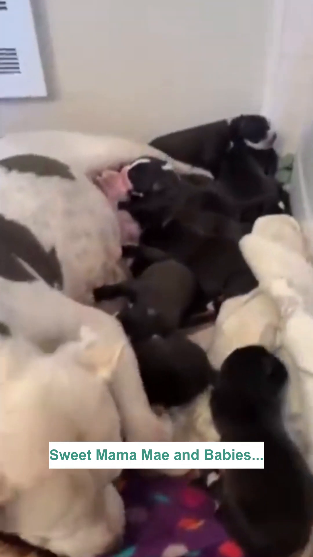 Momma Mae is surrounded by her newborn puppies, nestled together.