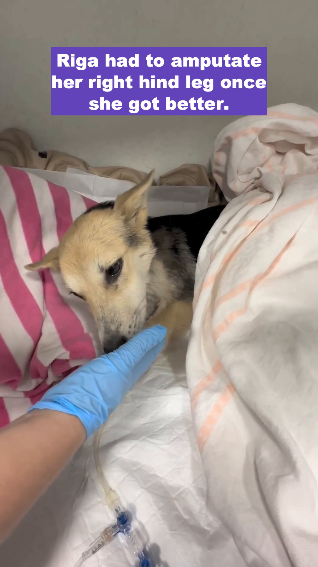 Riga, post-surgery with a bandaged stump, looks up with a determined gaze.