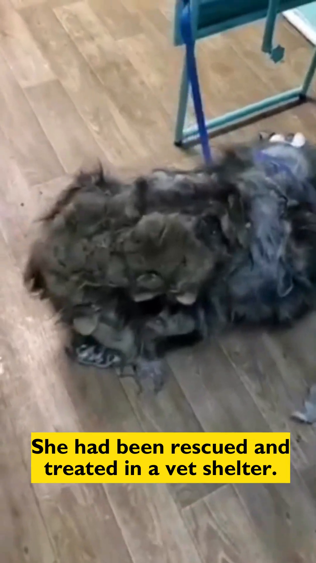 A large pile of matted fur removed from Roxy, symbolizing the start of her transformation.