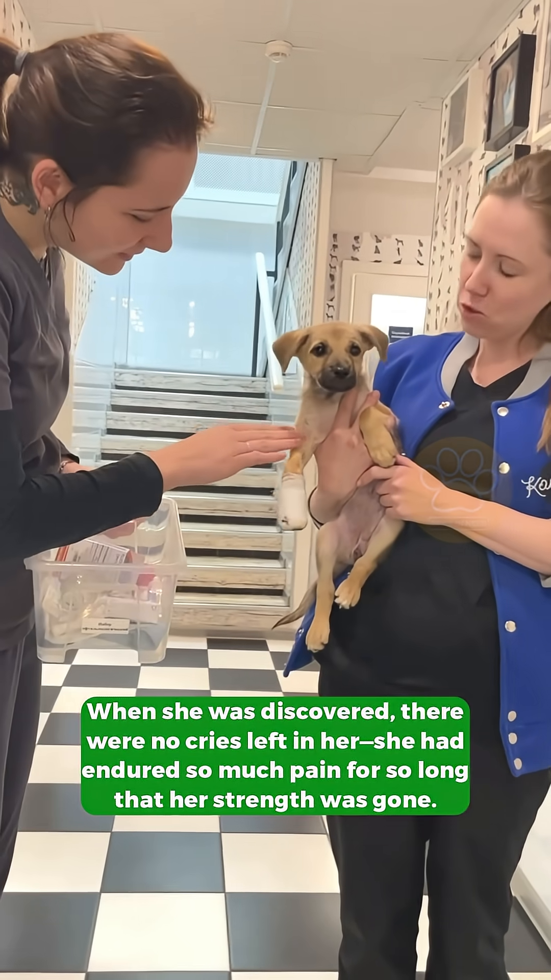 A puppy with a bandaged paw looks alert and curious, its tail wagging slightly.