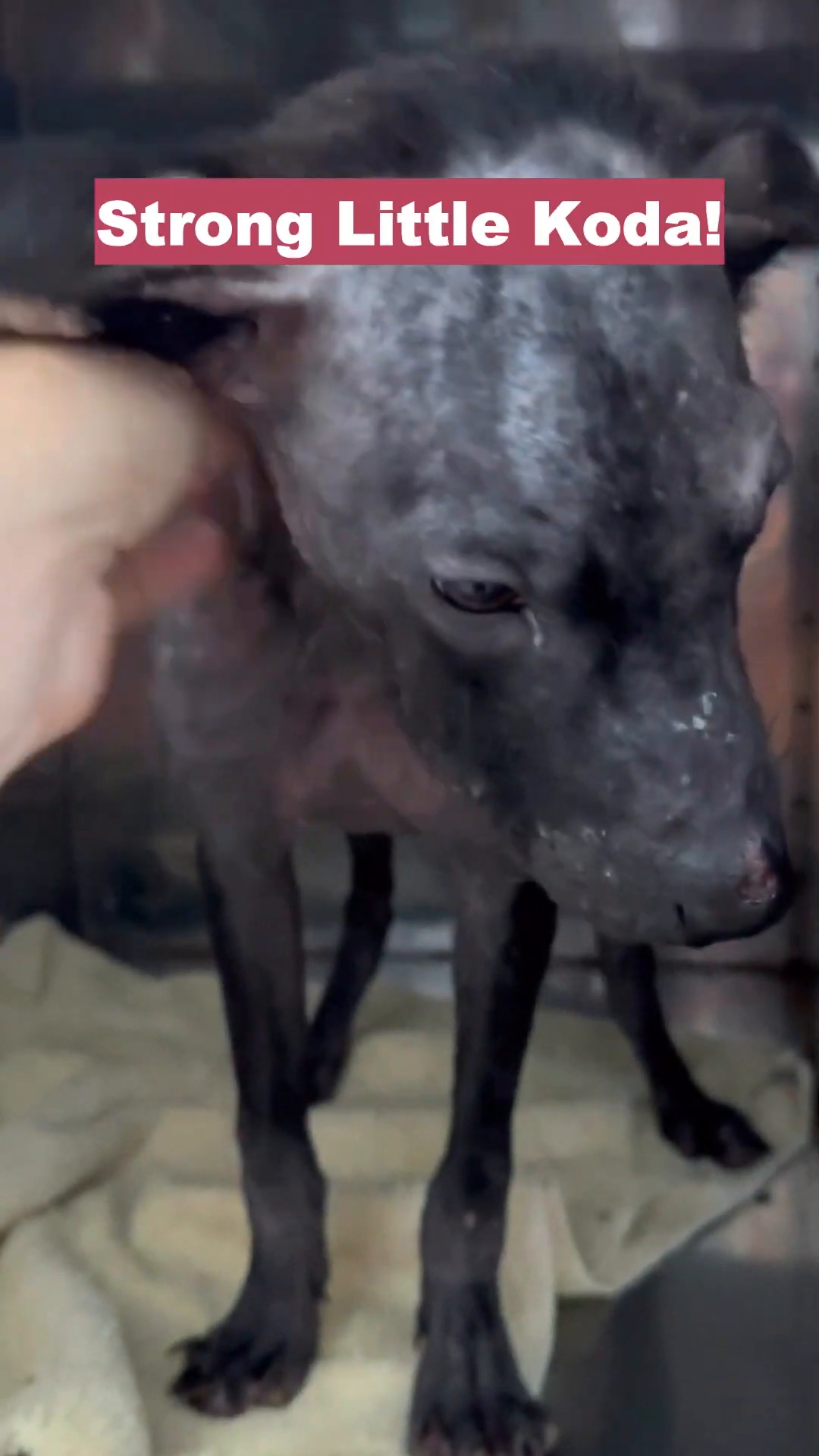 A close-up of Koda's face, looking more alert and responsive, with a hand gently stroking his head.