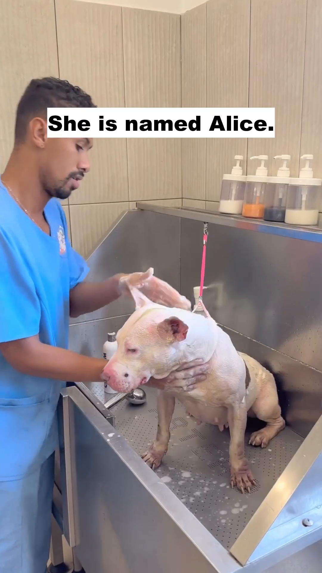 Alice is being bathed in a grooming tub, with suds covering her body.