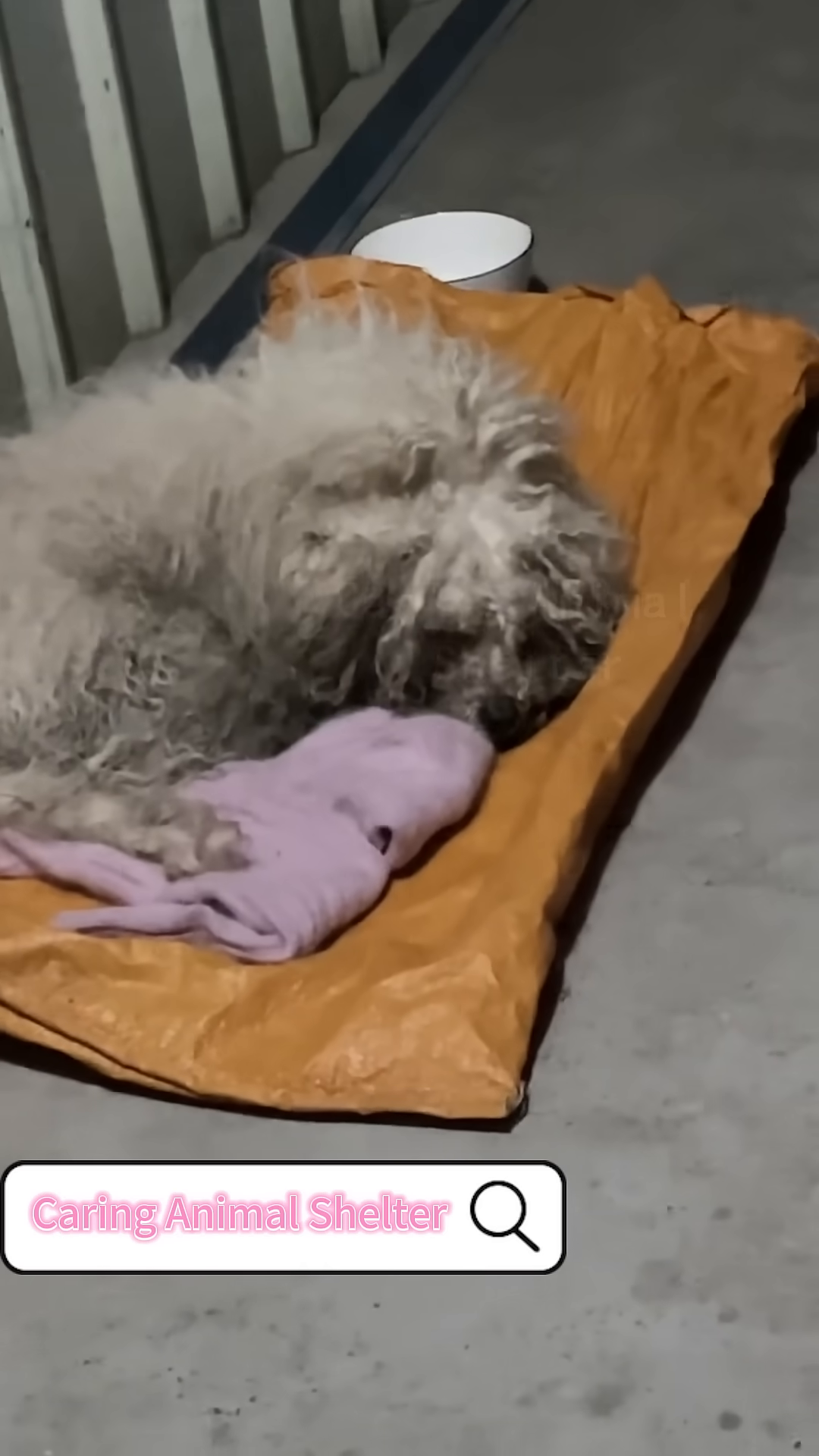The dog's appearance after most of its matted fur has been removed.
