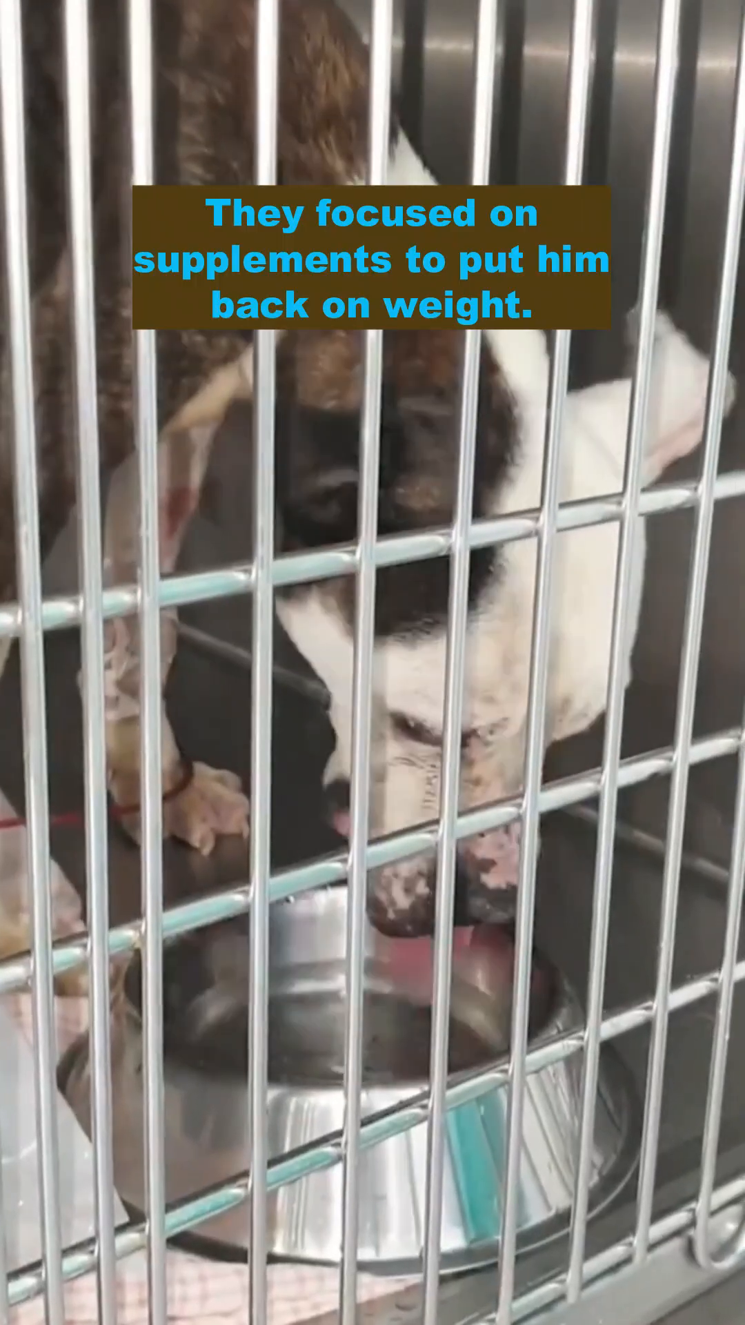 Mar is seen in a cage, drinking from a bowl, symbolizing his slow recovery and nourishment.