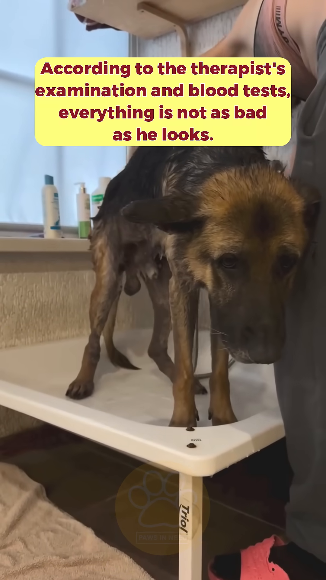 A vet examining Jacky, who looks frail.