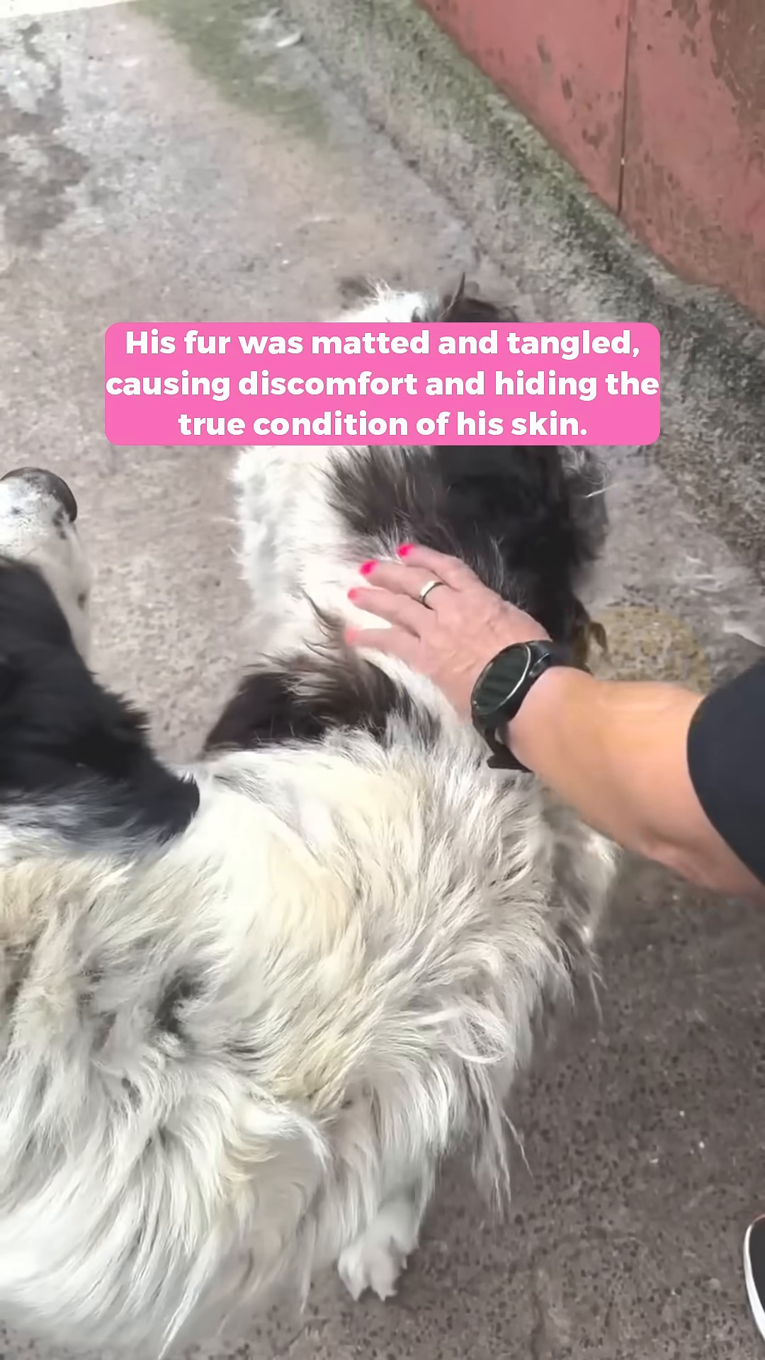 A person gently petting a dog, offering comfort and reassurance.