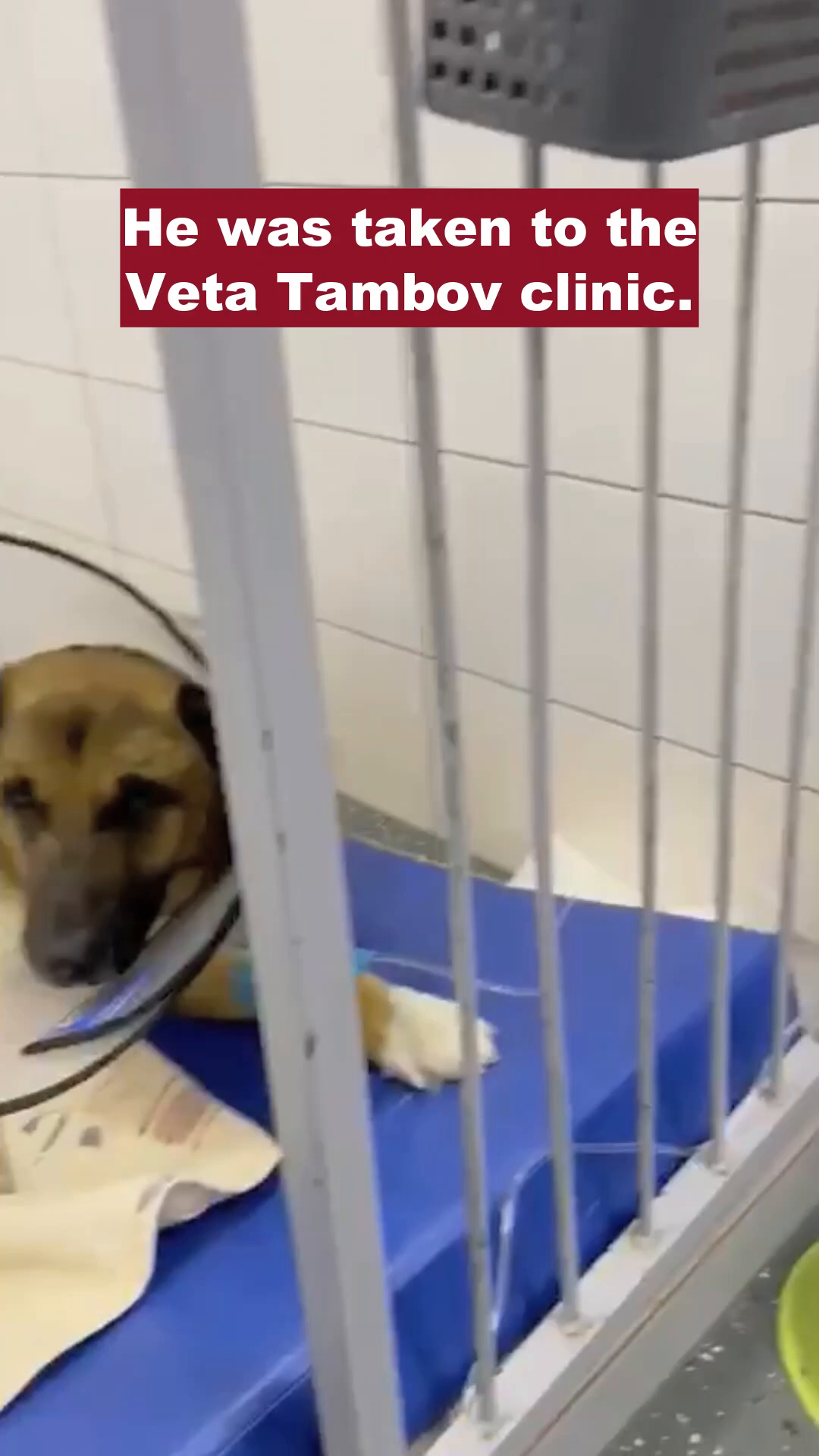 A veterinarian gently holds a dog with a cone collar.