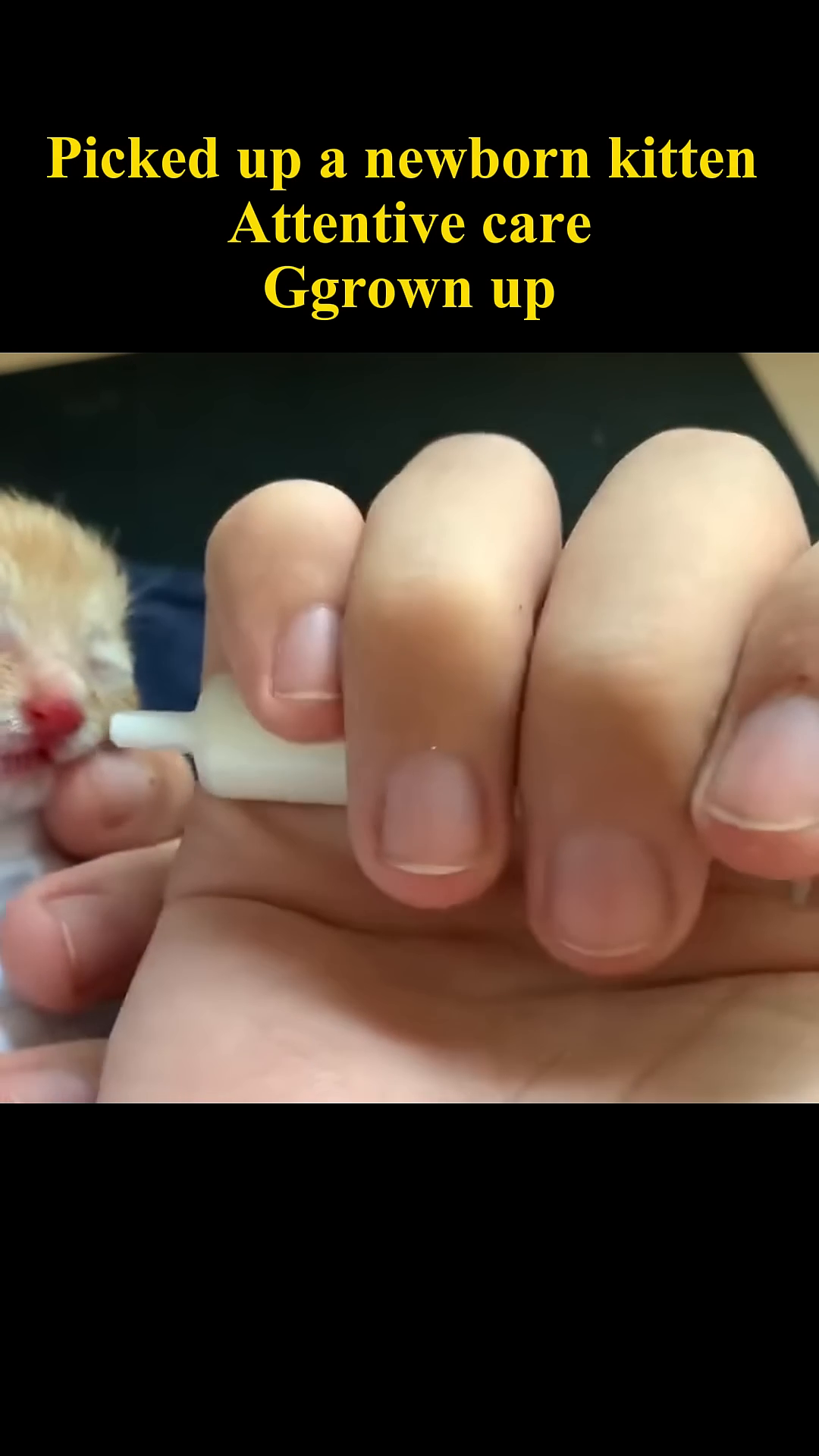 A tiny kitten, now looking healthier and more alert, rests comfortably in a hand.