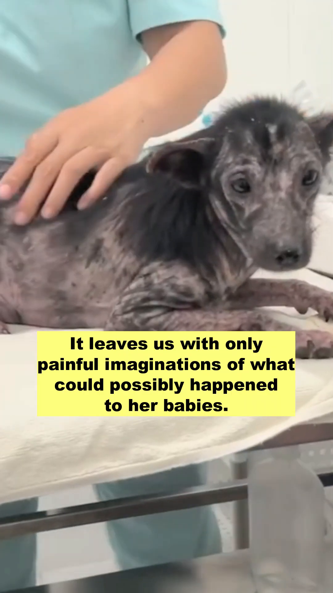A close-up of the dog's face, showing her suffering and vulnerability.