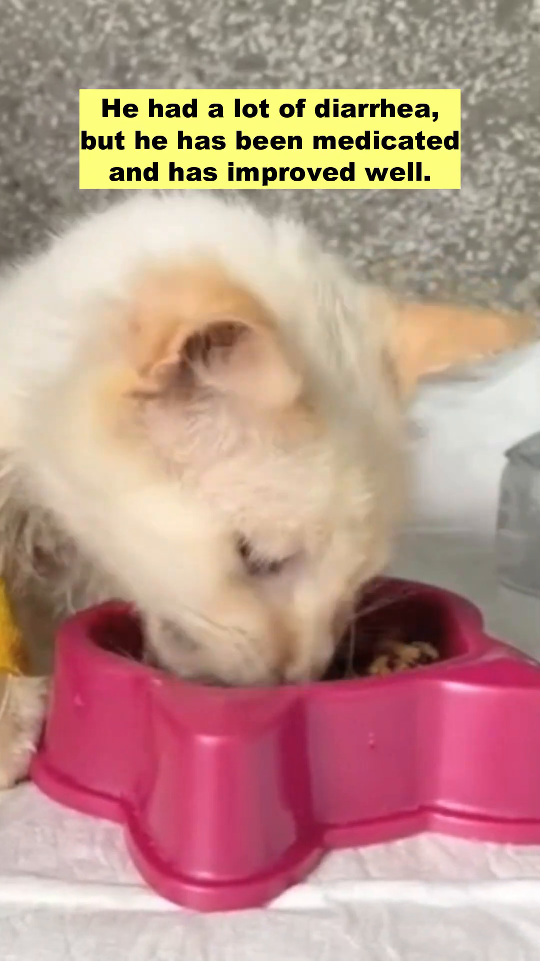 The kitten is eating from a pink bowl, showing a stronger will to live.