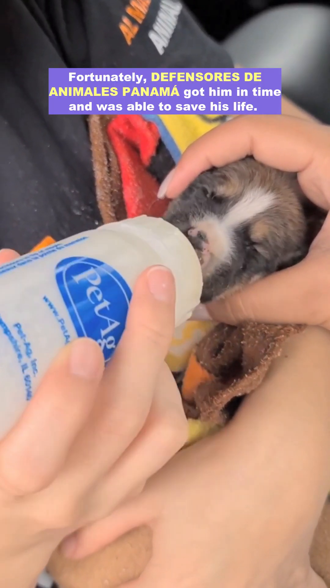 A veterinarian carefully examines a small puppy wearing a yellow bandage.