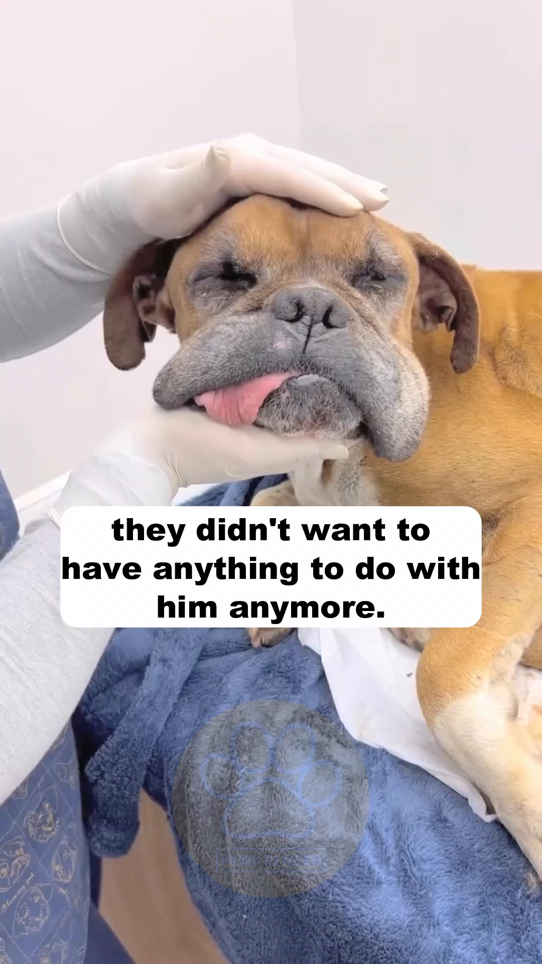 A boxer dog lies on a soft surface, with a person gently touching its head.
