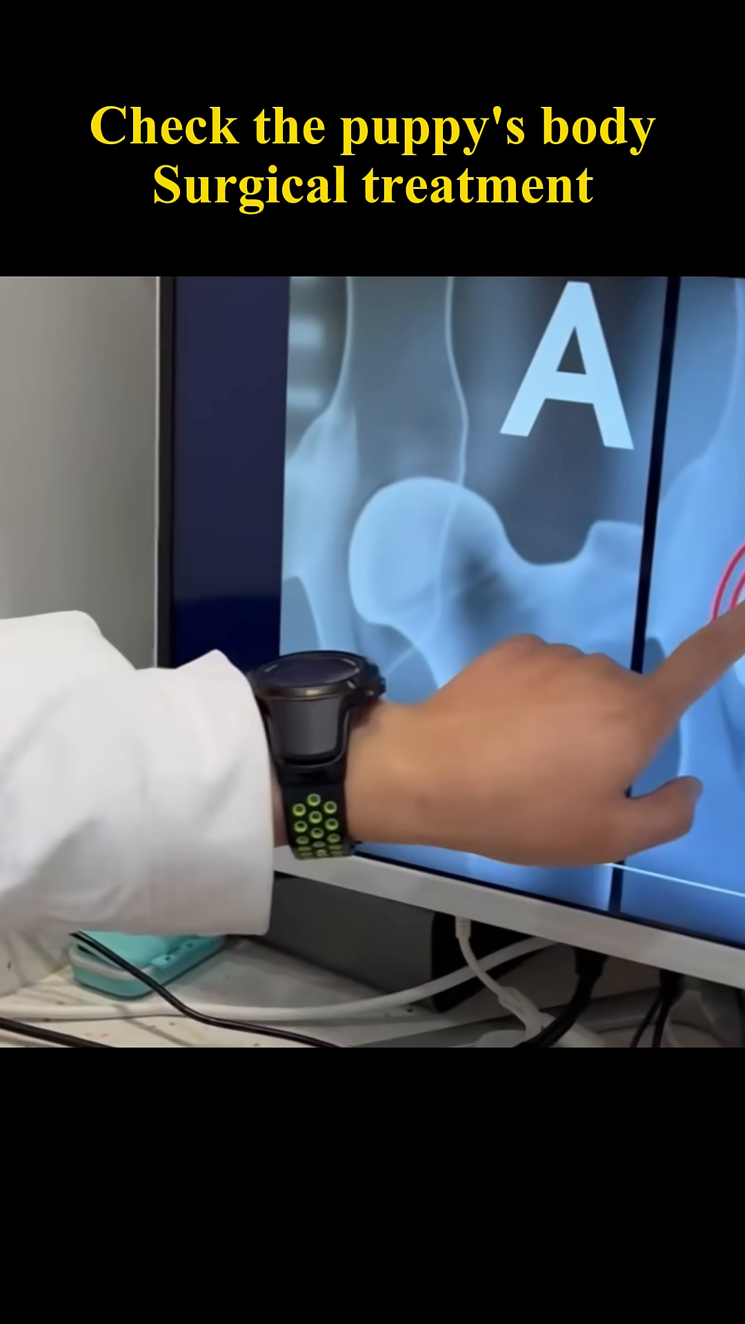 A veterinarian points to an X-ray of a puppy's hip on a monitor, explaining the issue.