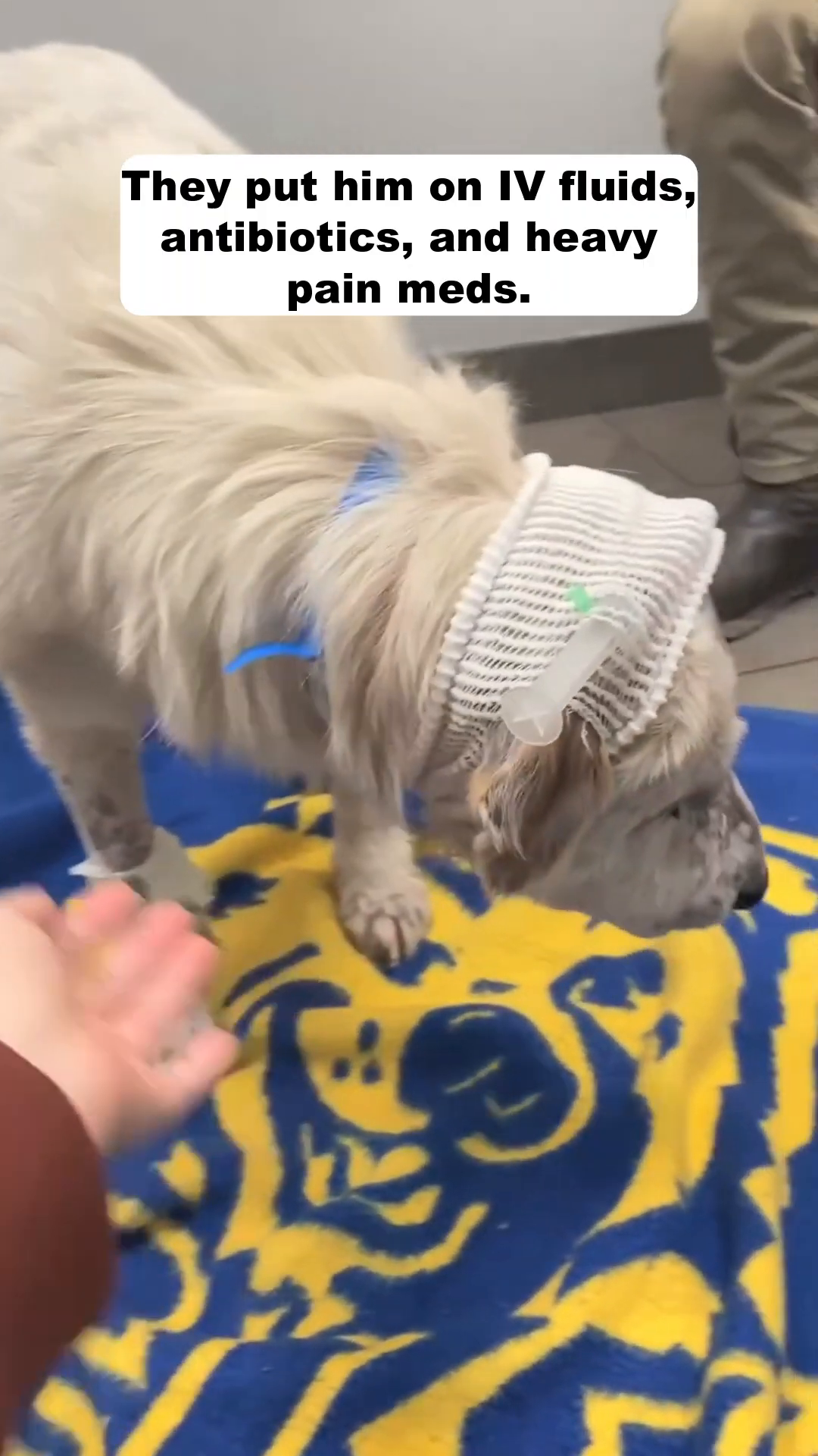 A dog resting on a blue and yellow blanket, with bandages on its head and a medical device near its ear.