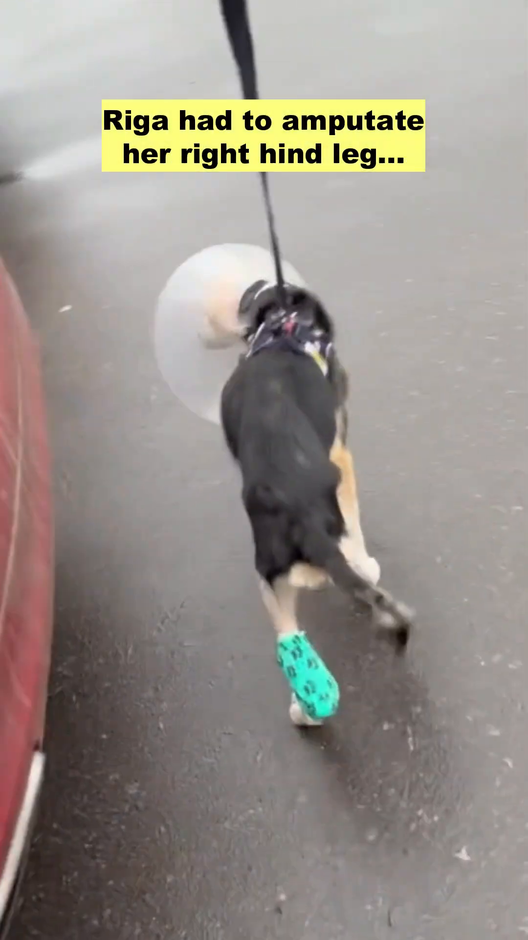 A dog standing on three legs, with a bandaged leg and a cone around its neck.