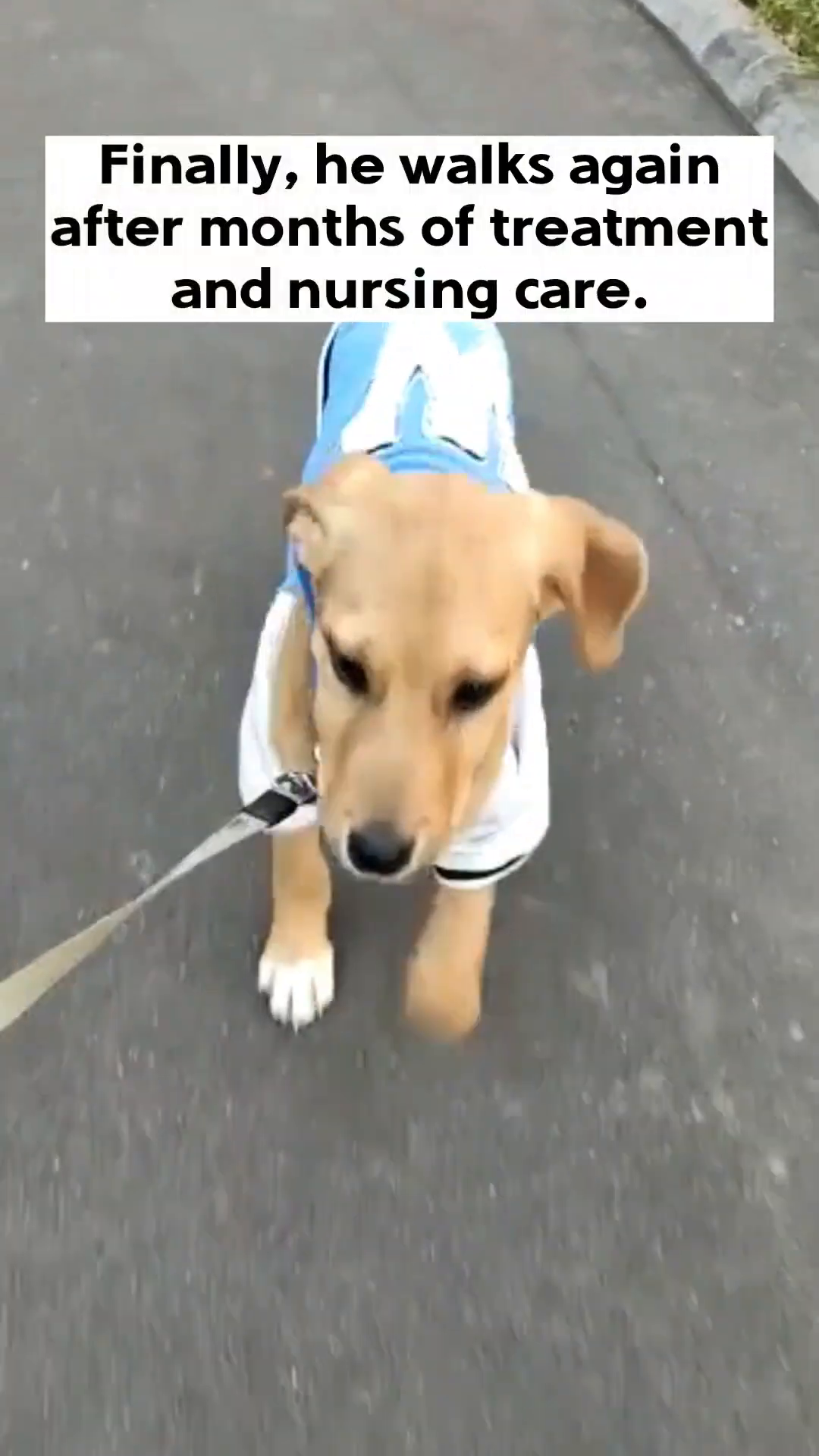 A puppy wearing a light blue and white shirt walks on a leash, its gait appearing more stable.