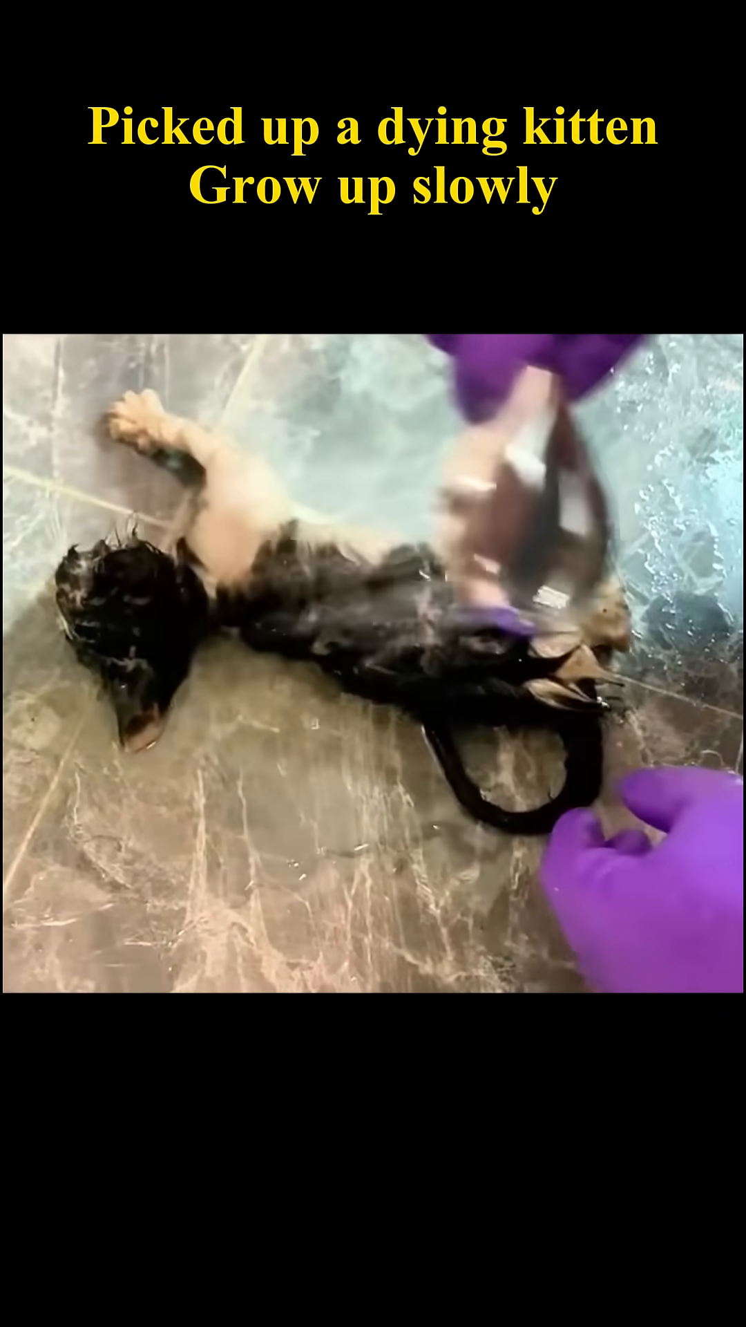 A person feeding a kitten from a pouch, showing the kitten eating with apparent hunger.