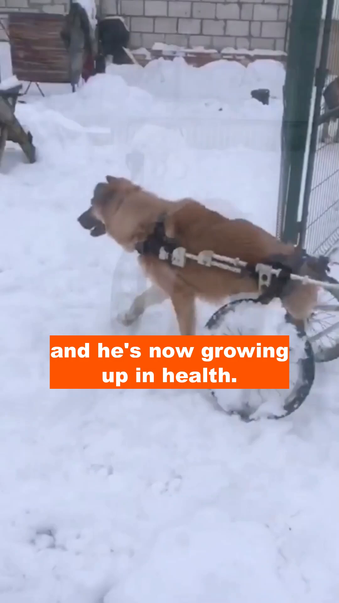 A light brown dog is moving through the snow using a wheelchair attached to its hindquarters.