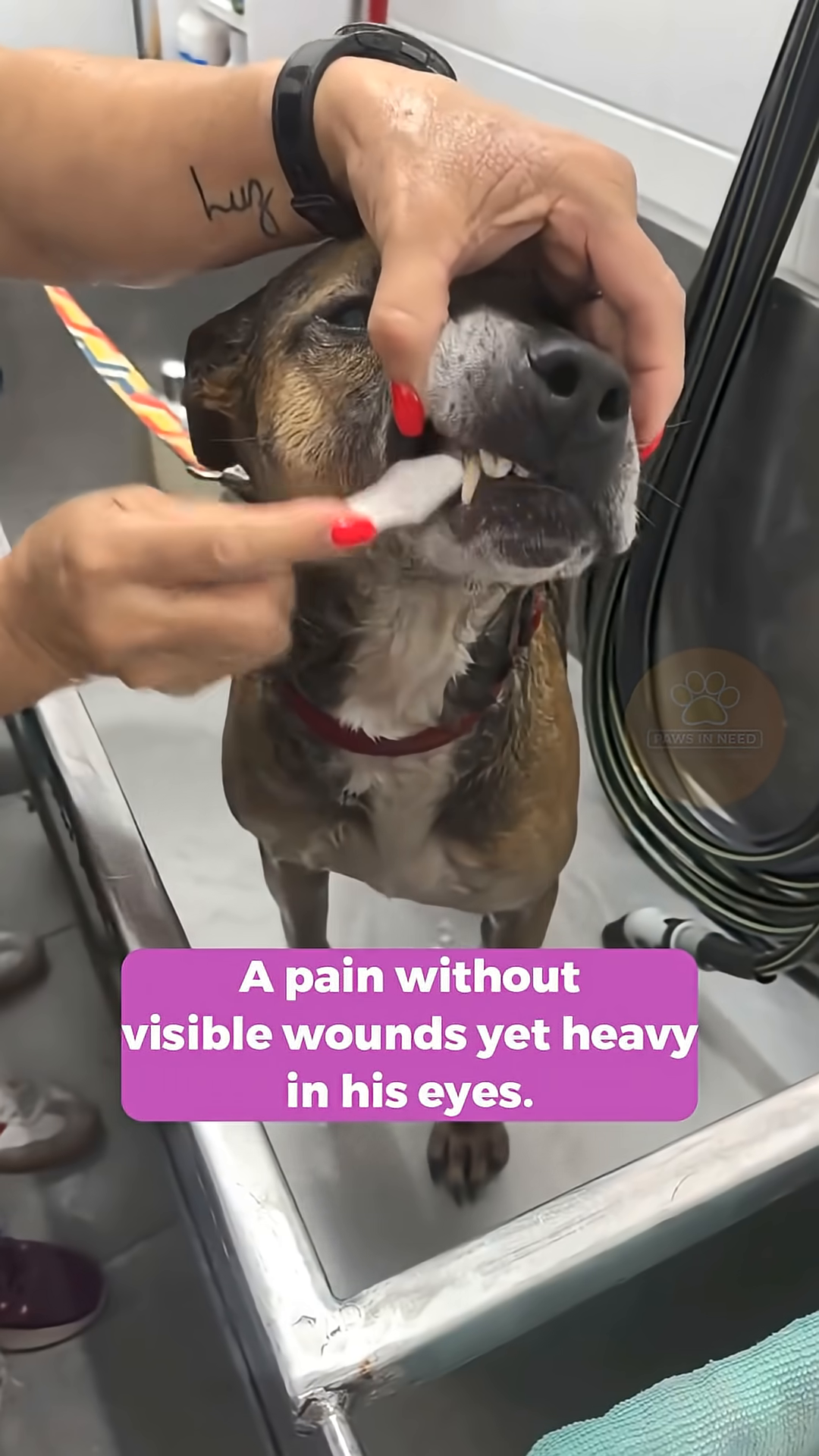 A person gently tending to Darco's ear while he is in a bathing area.