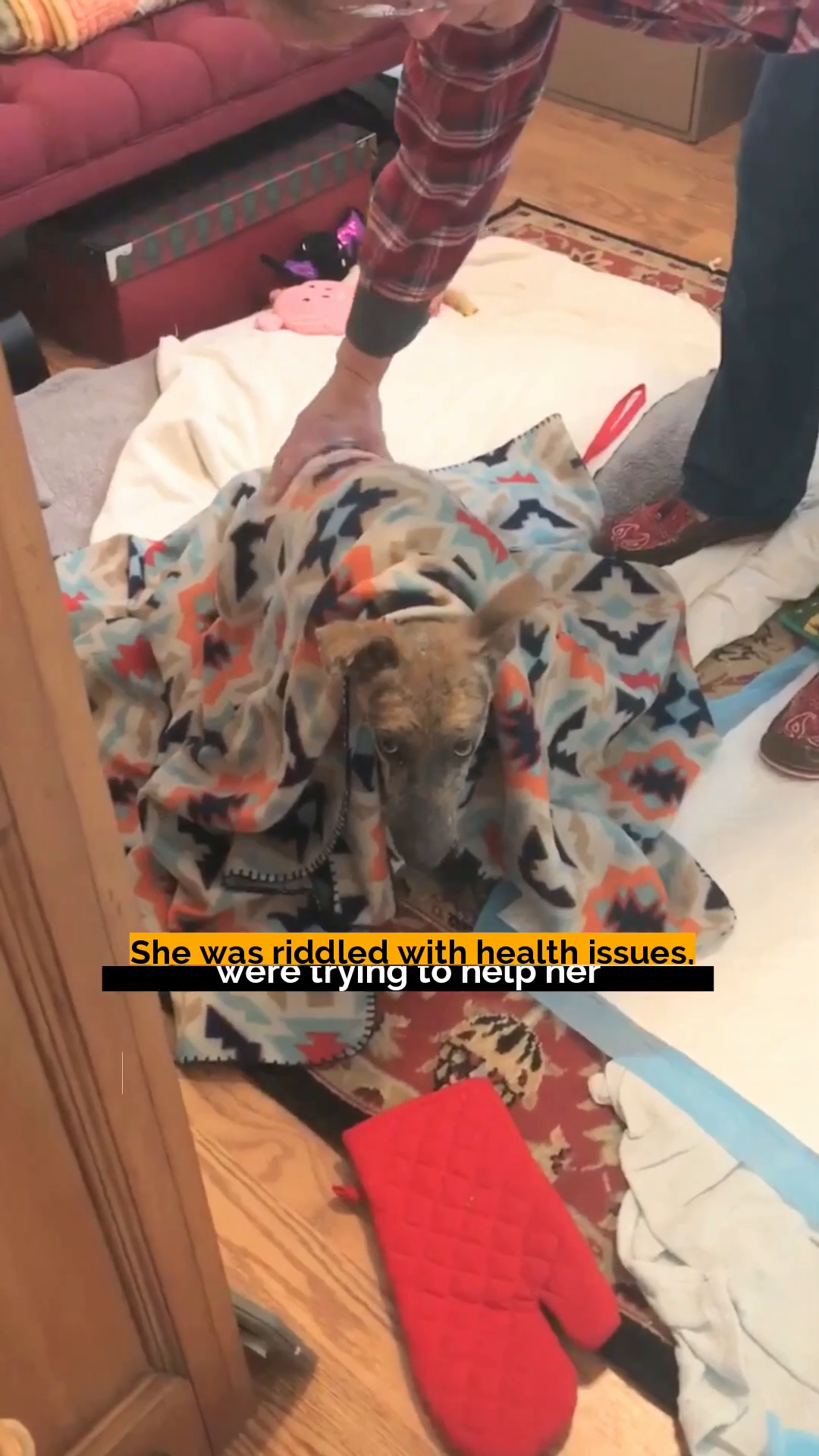 Akia, now with more fur, is wrapped in a colorful blanket, looking curious.