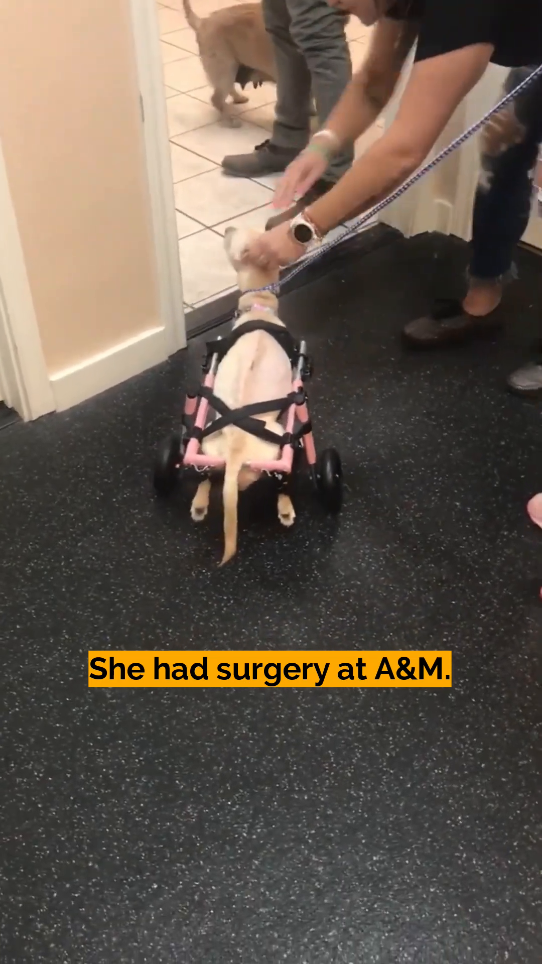 Sadie in her pink wheelchair, looking more alert and mobile.