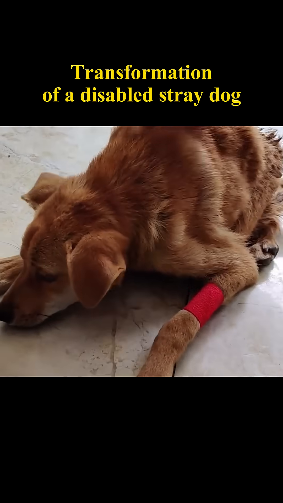 The dog's leg is bandaged as it receives medical care.