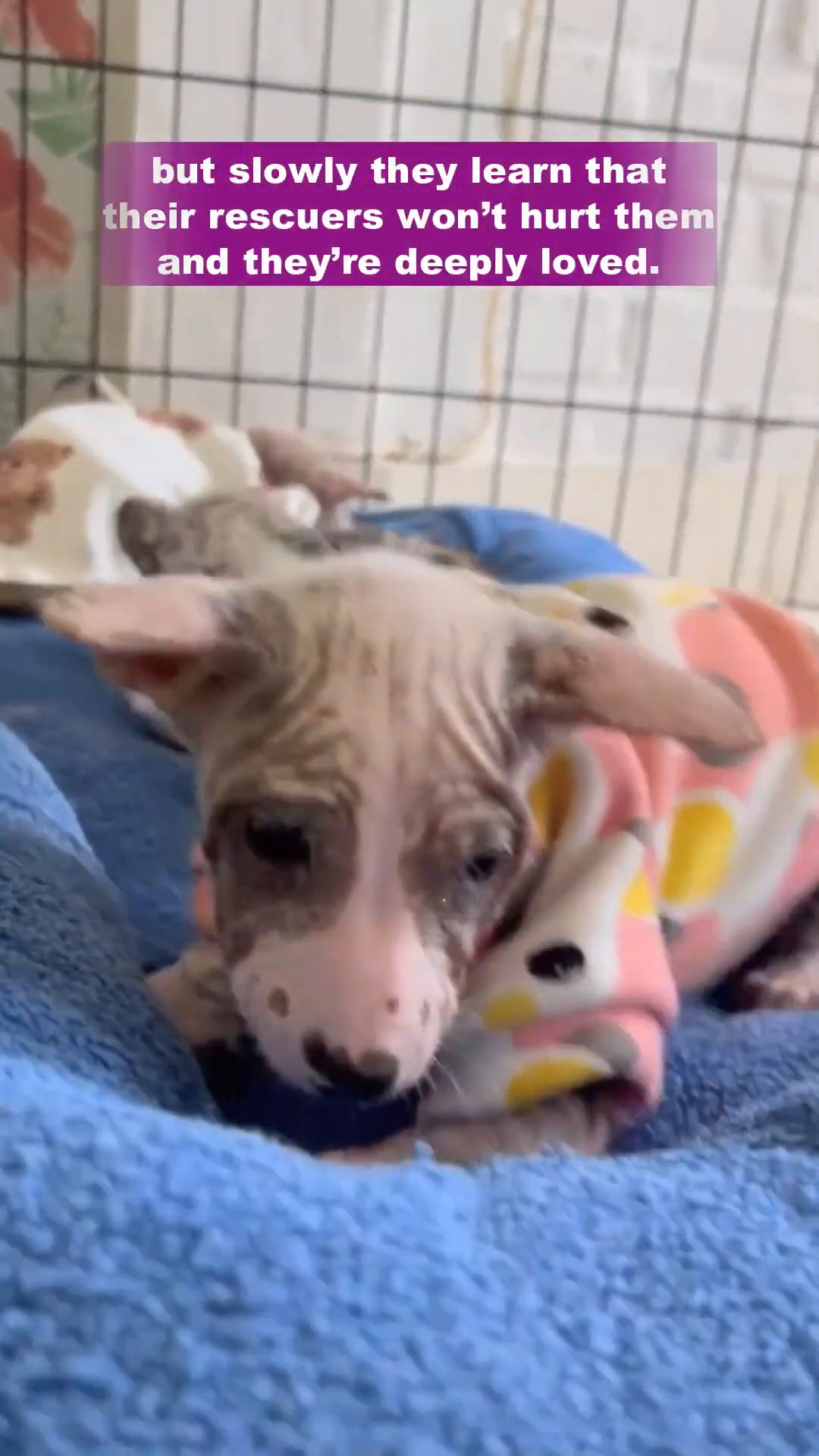 The puppies, now wearing cute outfits, are nestled together on a soft blue blanket.